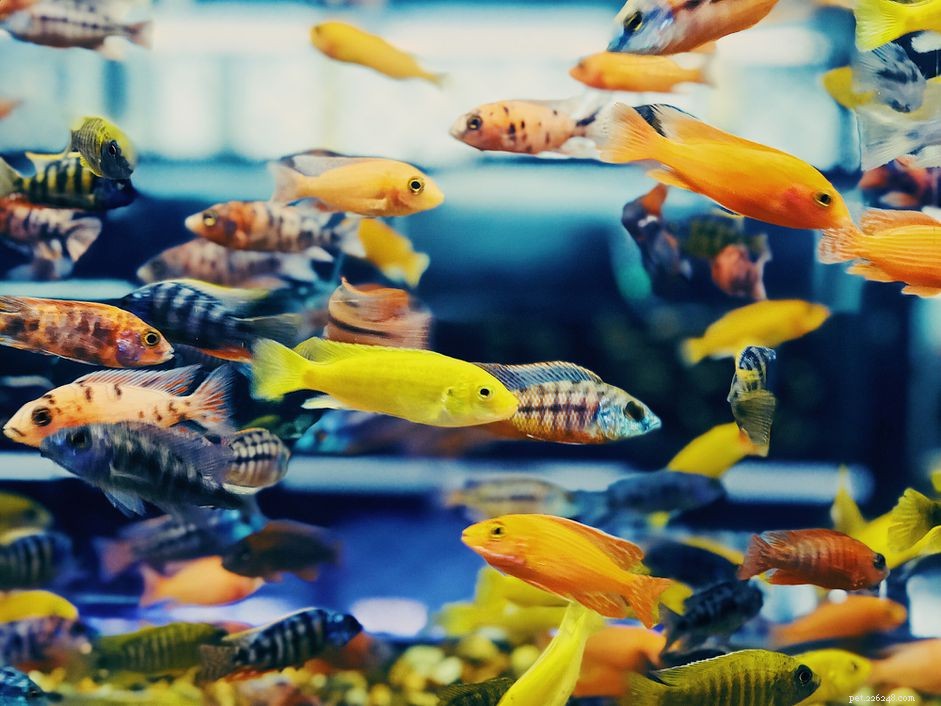 Understanding Fish Anatomy: Key Structures and Functions