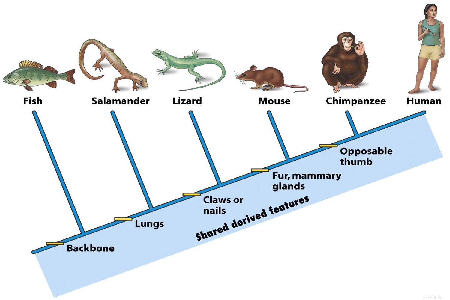 Understanding Fish Anatomy: Key Structures and Functions