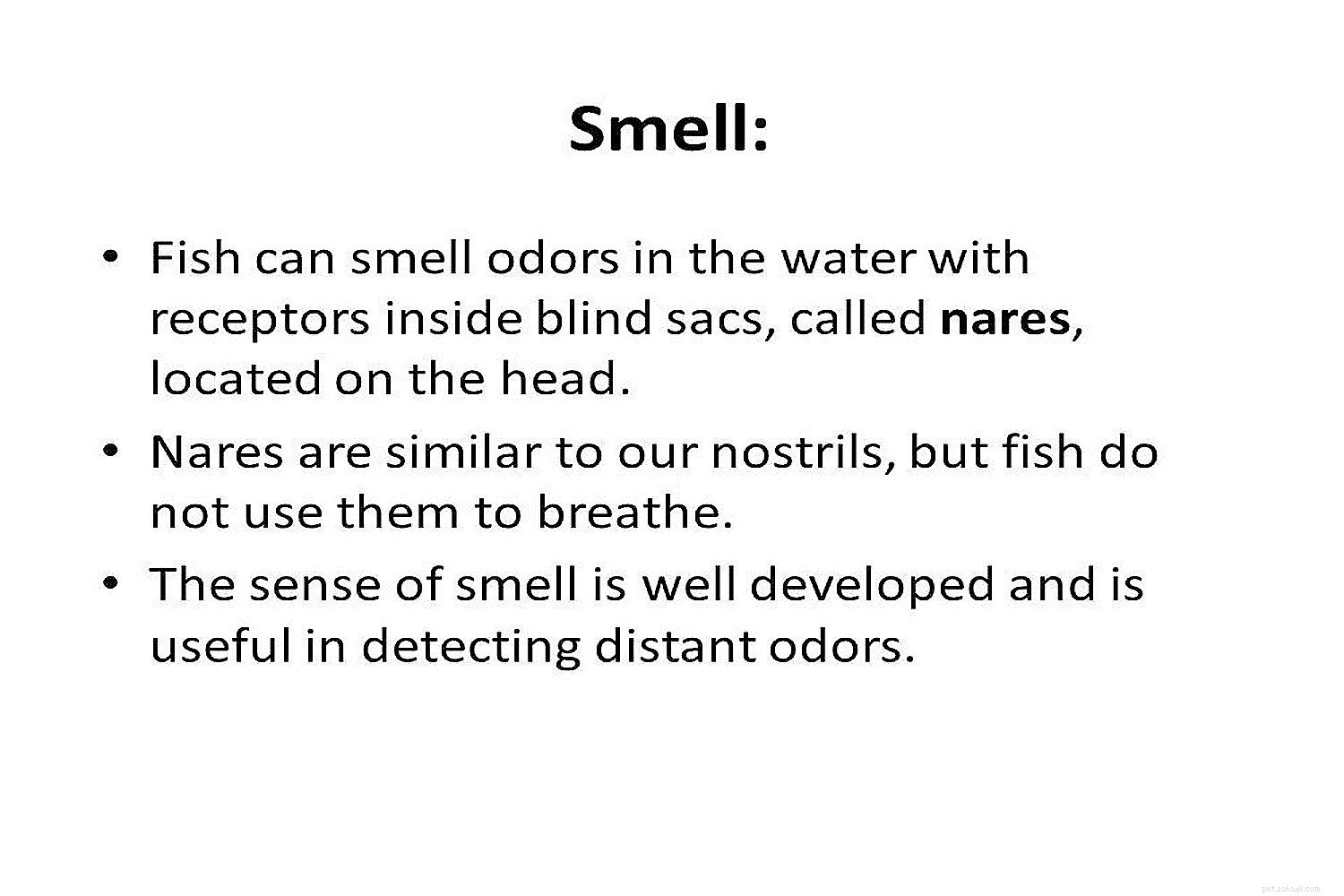 Understanding Fish Anatomy: Key Structures and Functions