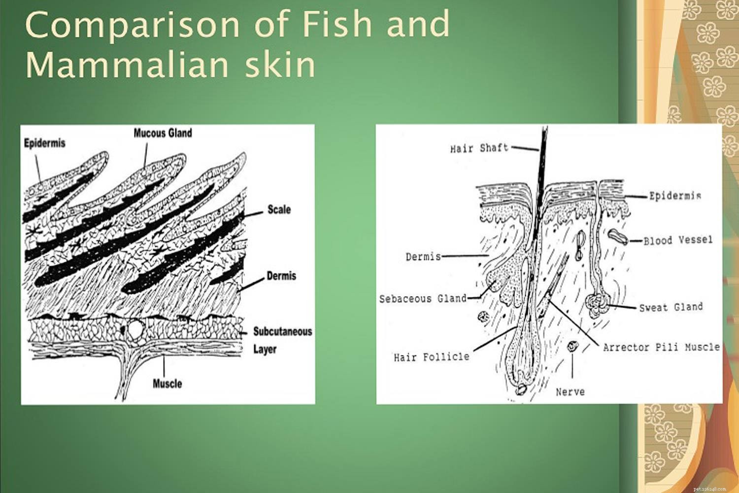 Understanding Fish Anatomy: Key Structures and Functions