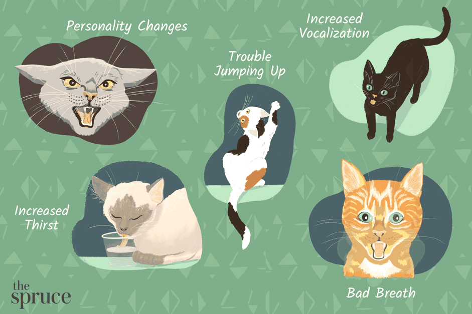 18 Red Flags: How to Spot When Your Cat Is Unwell
