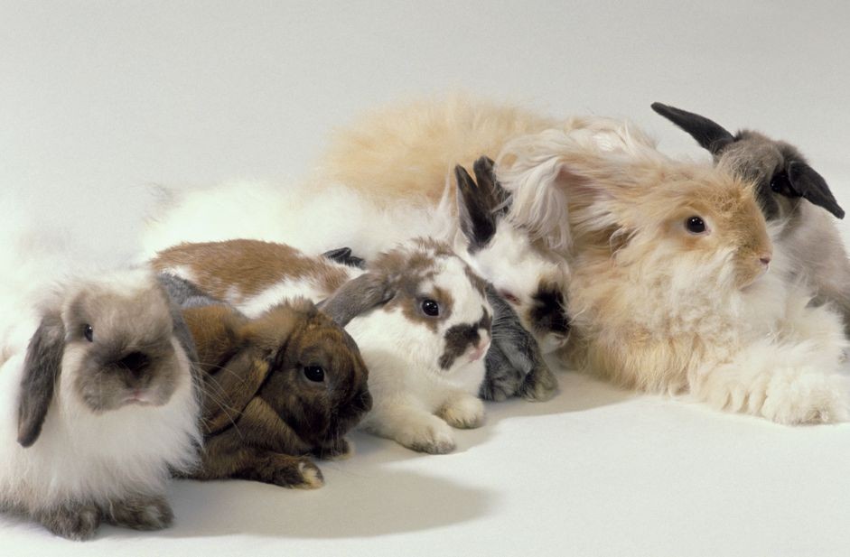 Explore the Spectrum: A Comprehensive Guide to Rabbit Fur Colors & Patterns