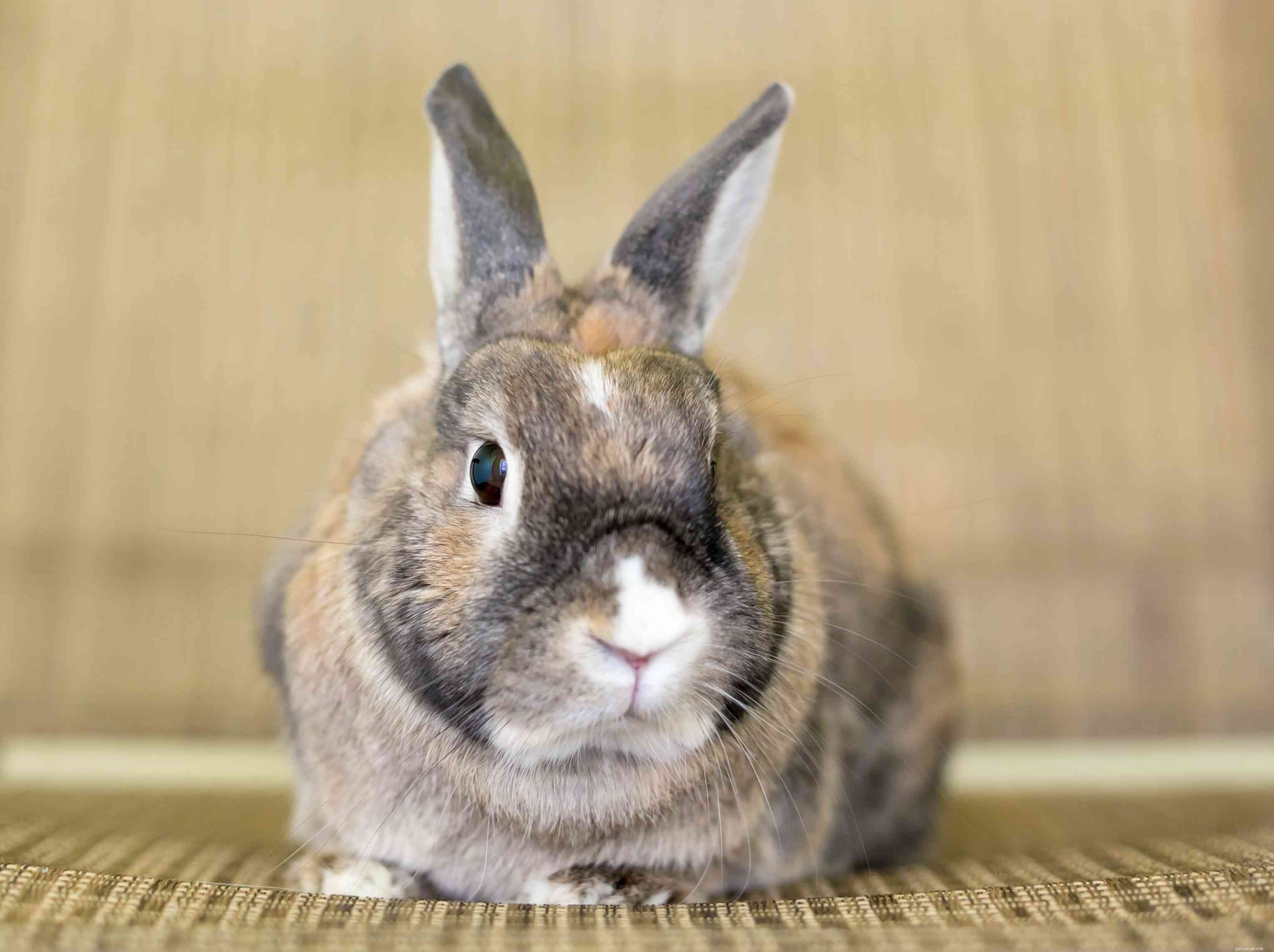 Explore the Spectrum: A Comprehensive Guide to Rabbit Fur Colors & Patterns