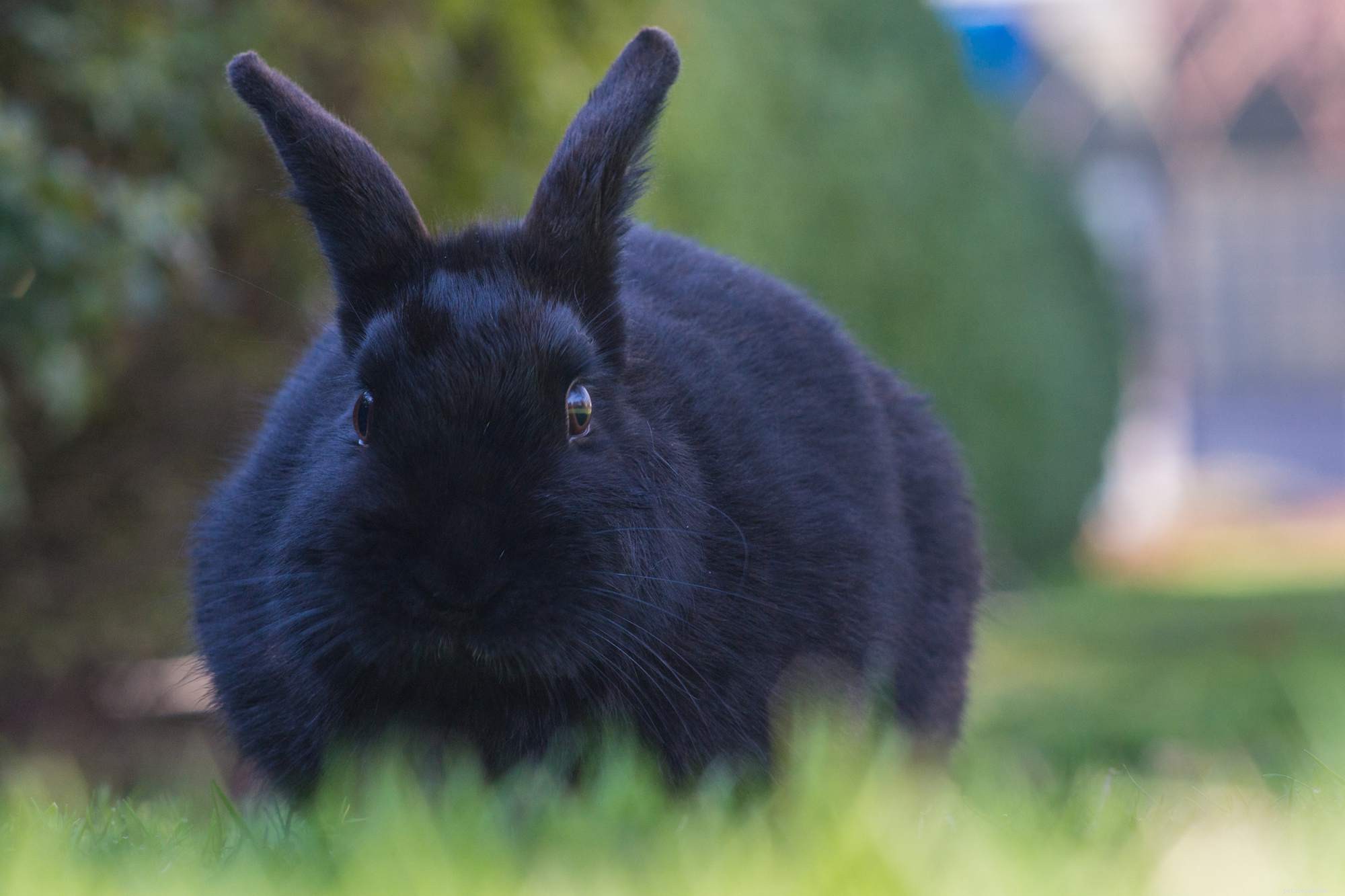 Explore the Spectrum: A Comprehensive Guide to Rabbit Fur Colors & Patterns
