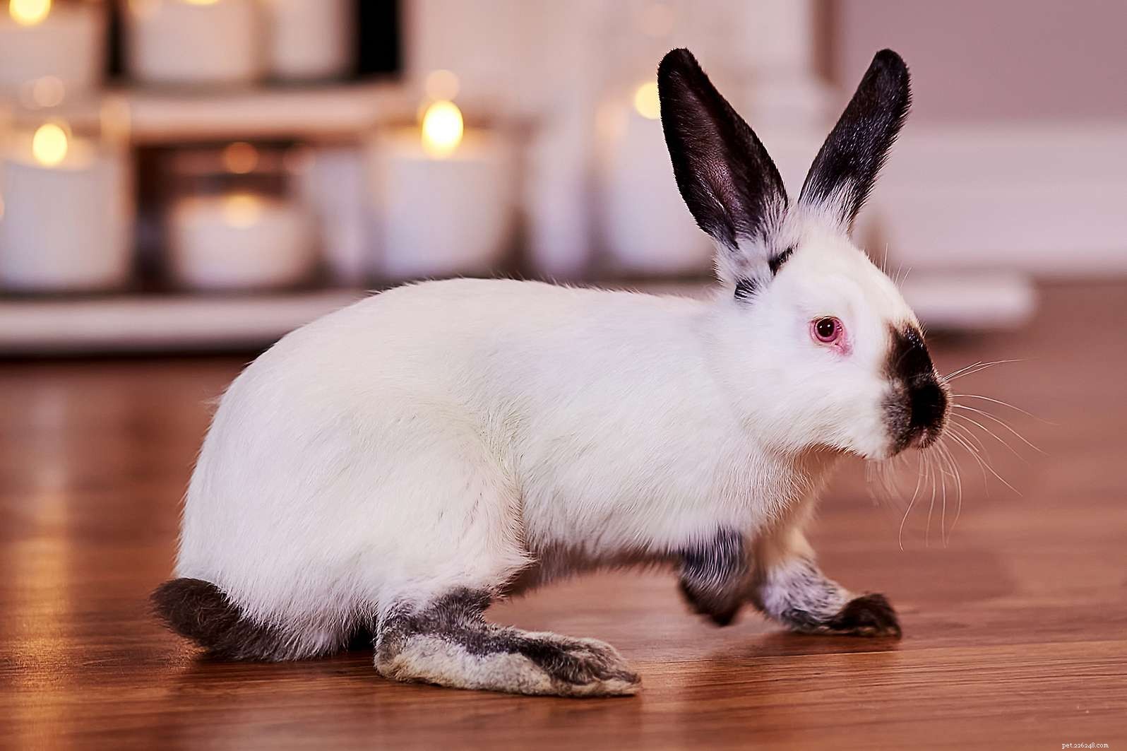Explore the Spectrum: A Comprehensive Guide to Rabbit Fur Colors & Patterns