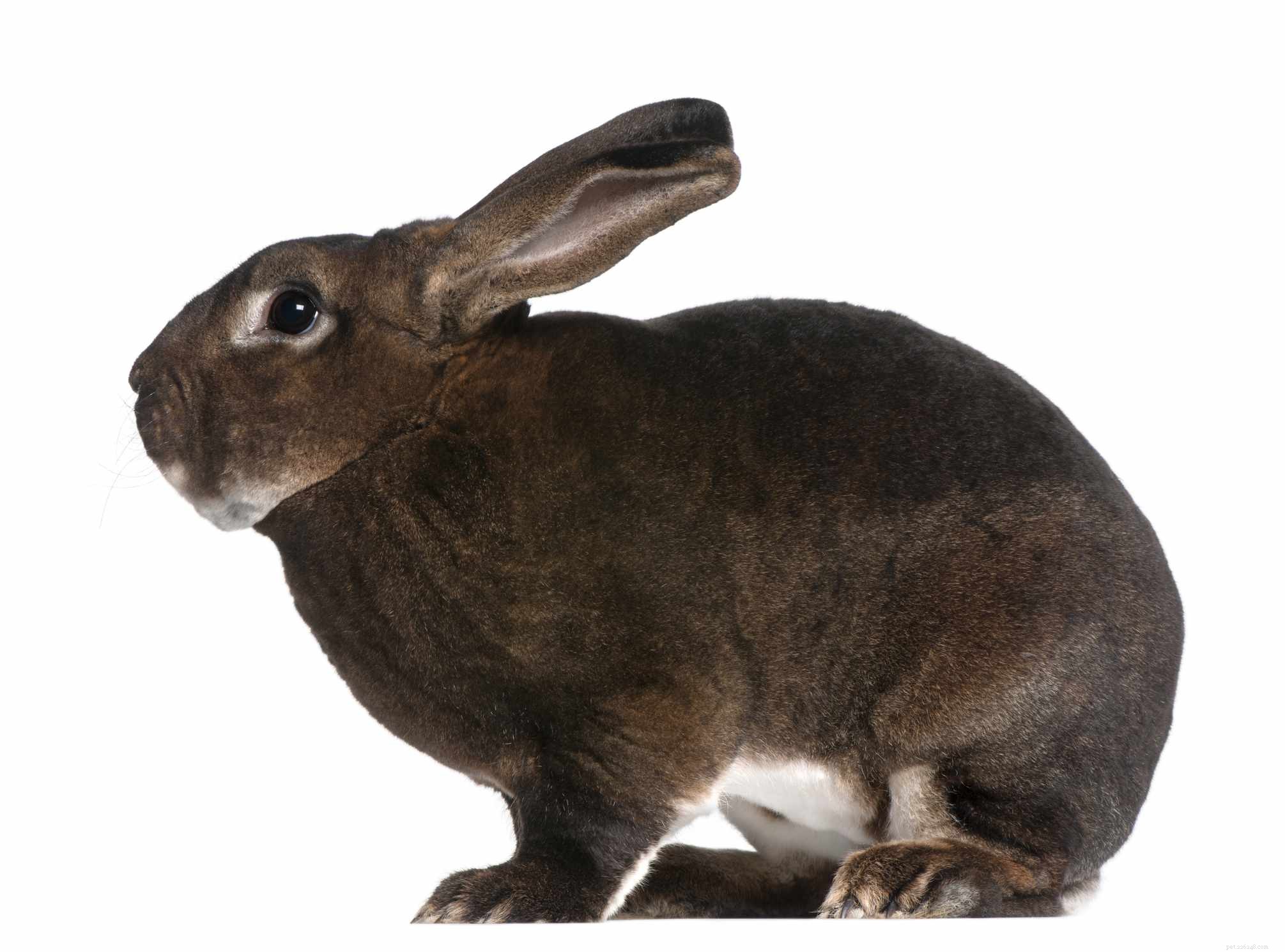 Explore the Spectrum: A Comprehensive Guide to Rabbit Fur Colors & Patterns