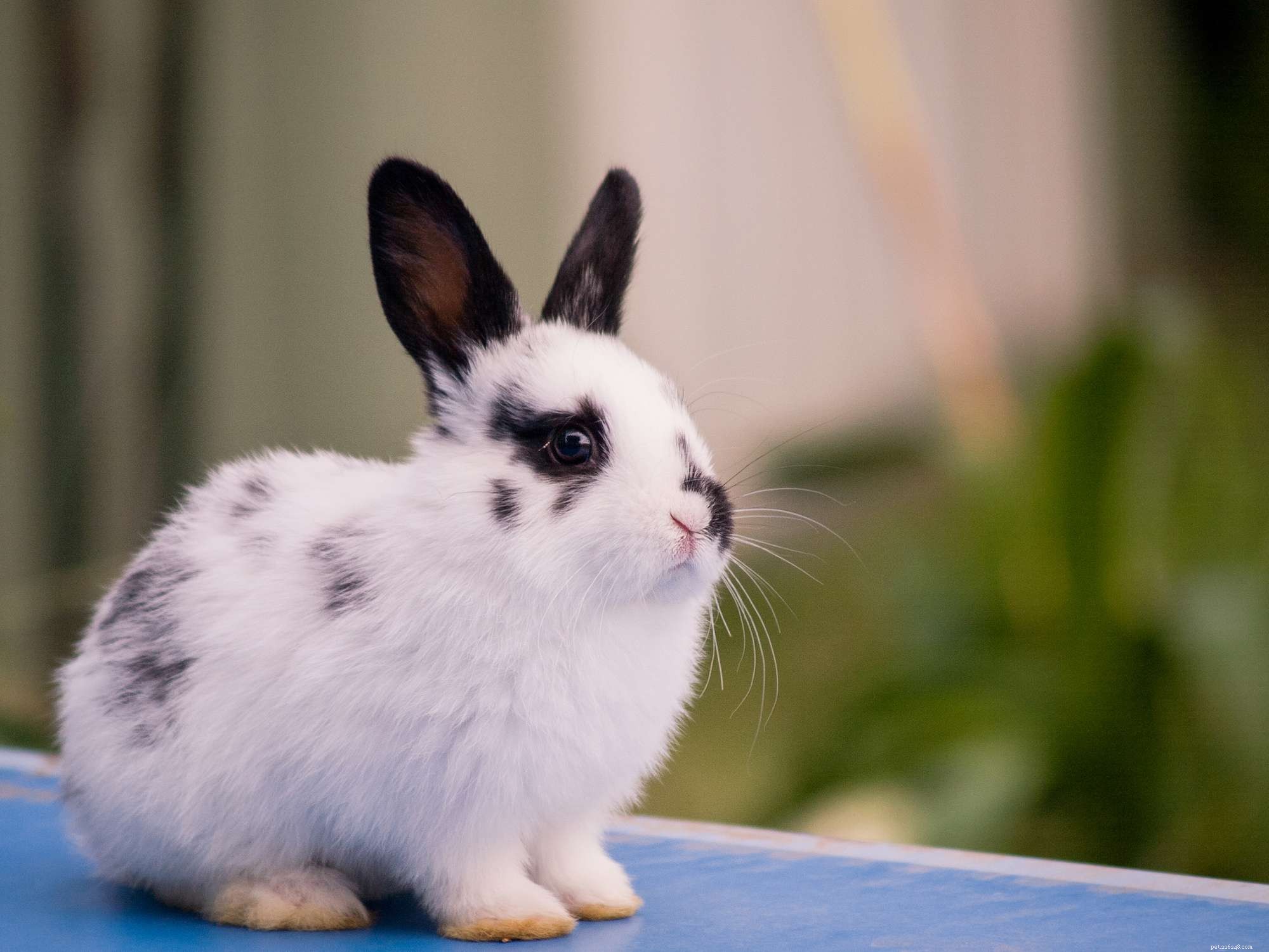Explore the Spectrum: A Comprehensive Guide to Rabbit Fur Colors & Patterns