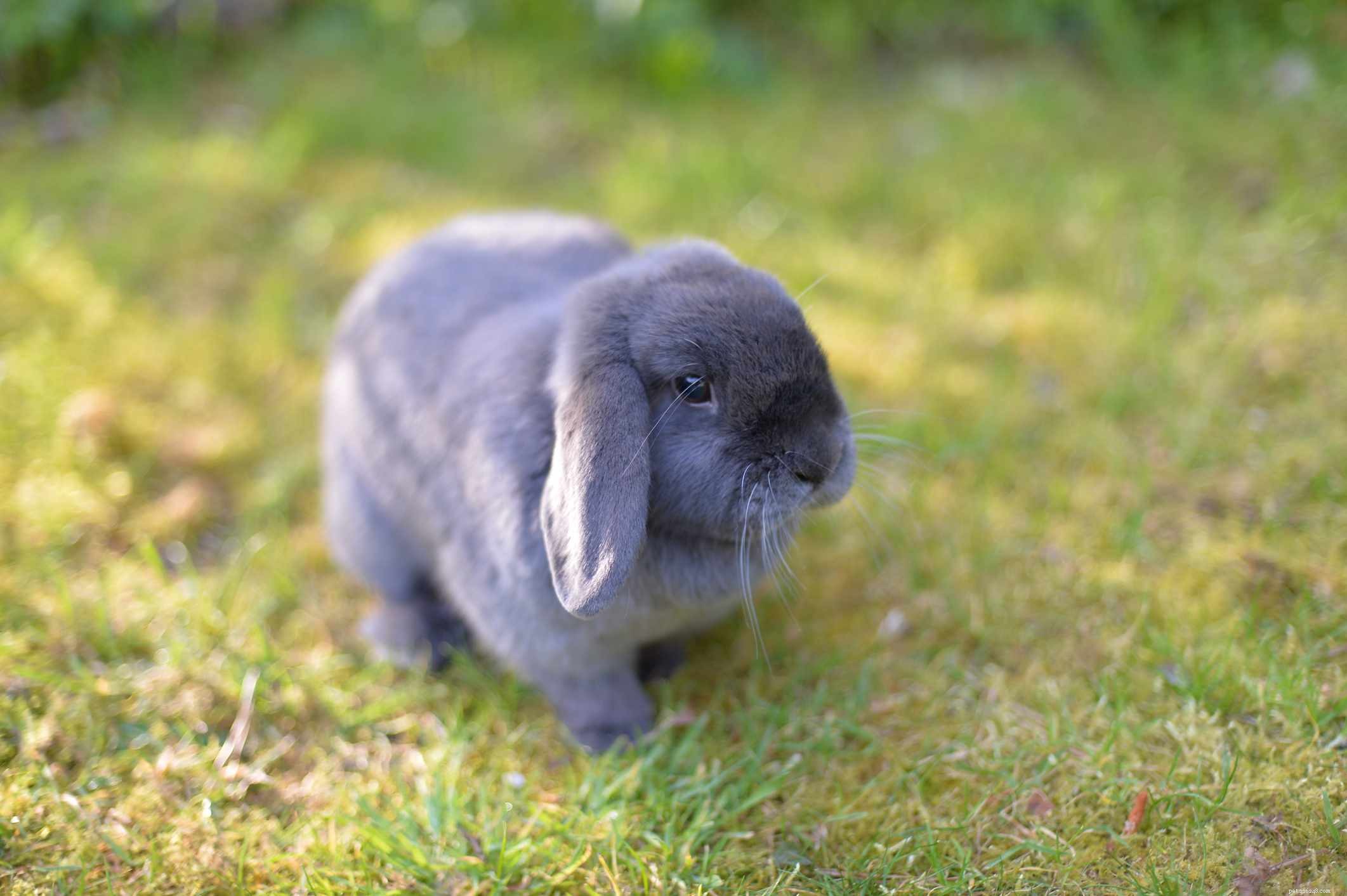 Explore the Spectrum: A Comprehensive Guide to Rabbit Fur Colors & Patterns