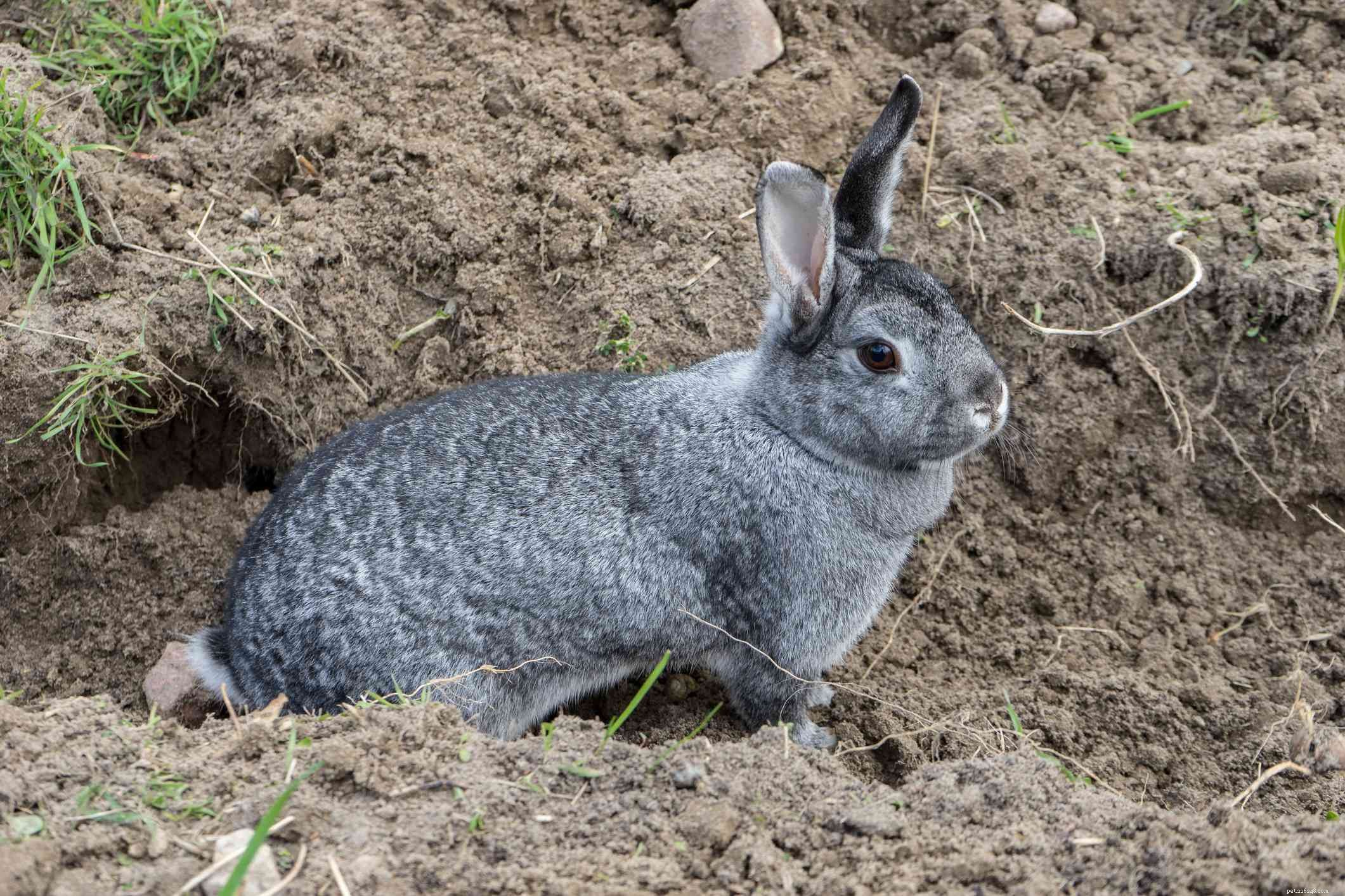 Explore the Spectrum: A Comprehensive Guide to Rabbit Fur Colors & Patterns
