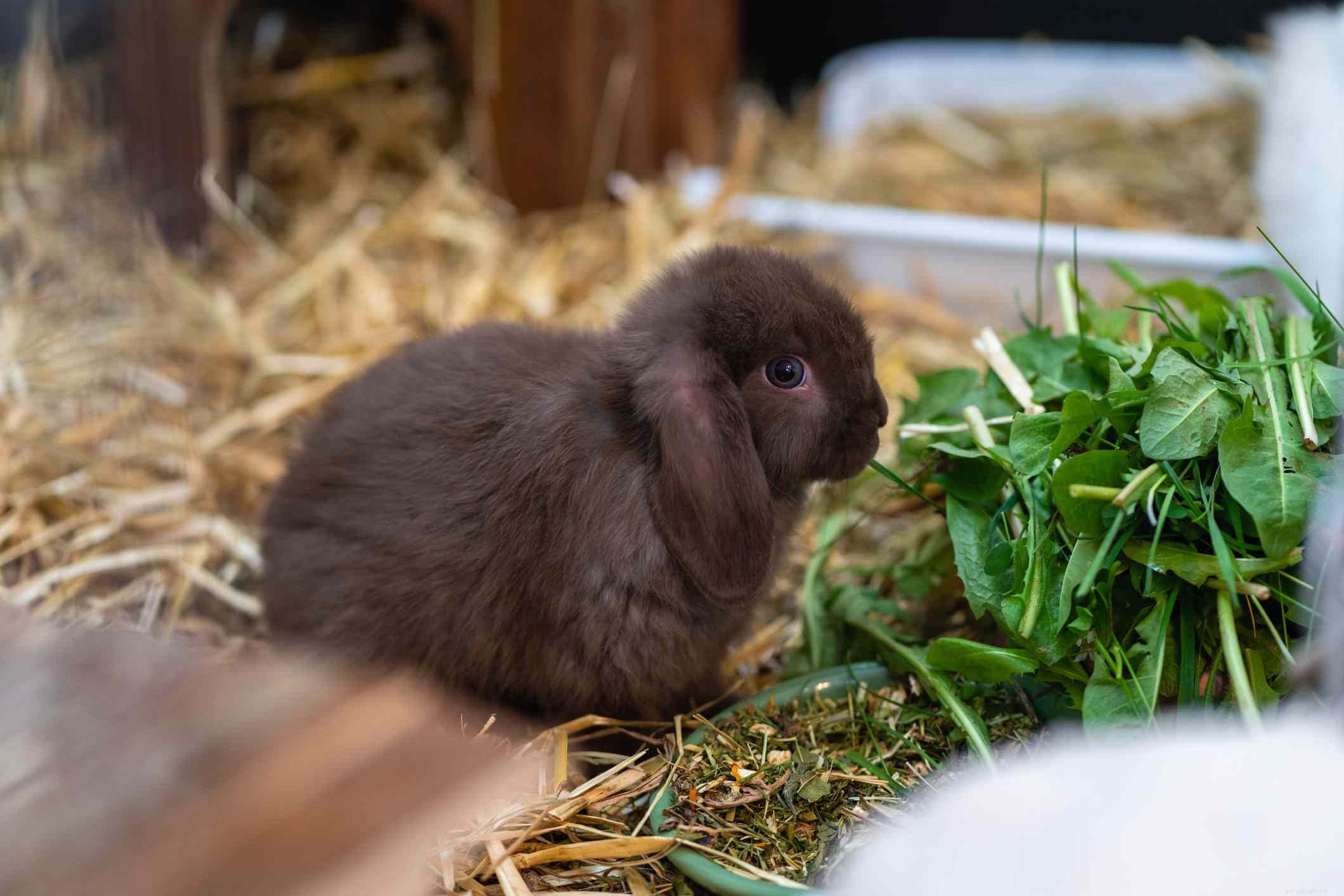 Explore the Spectrum: A Comprehensive Guide to Rabbit Fur Colors & Patterns