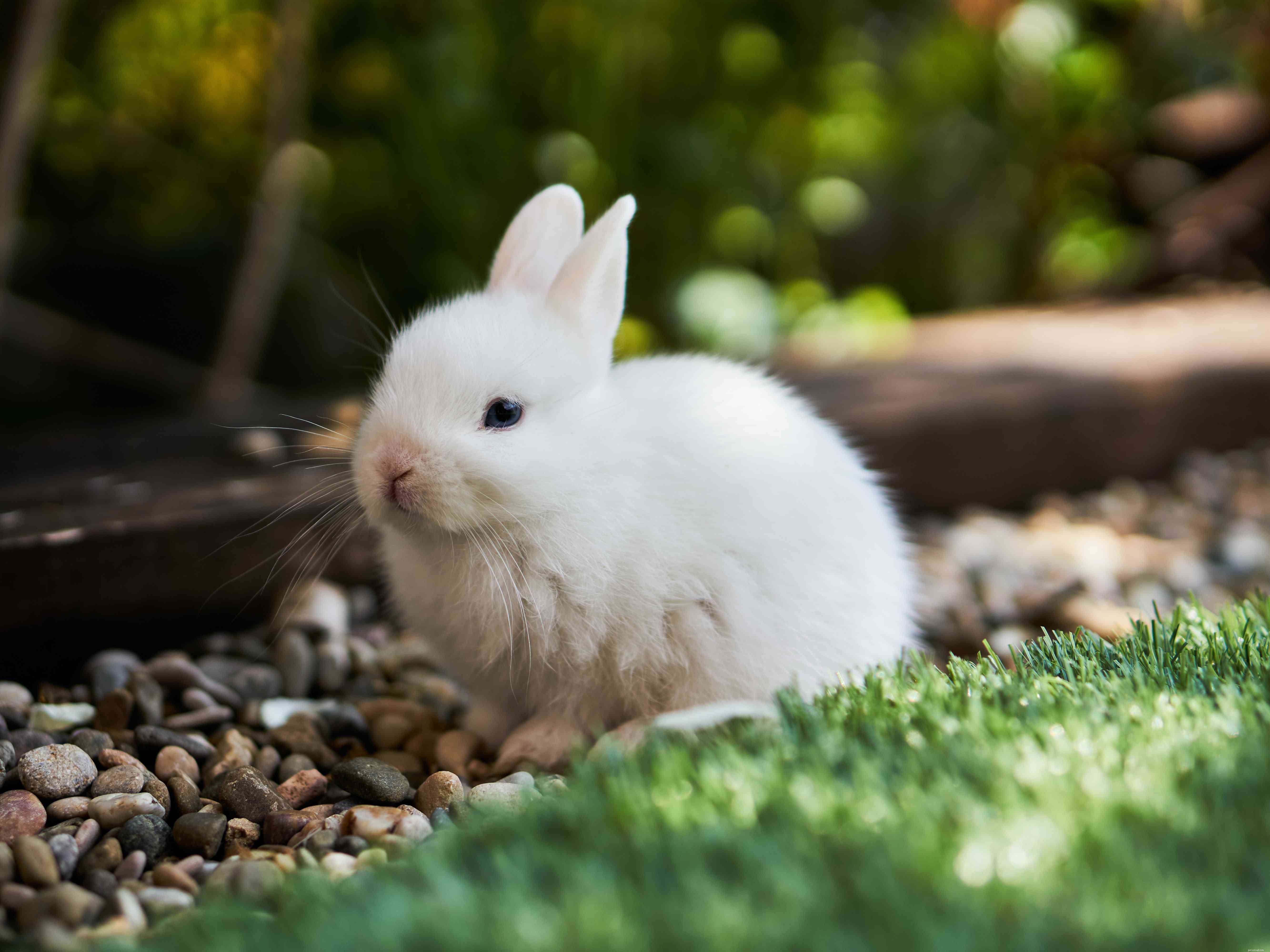 Explore the Spectrum: A Comprehensive Guide to Rabbit Fur Colors & Patterns