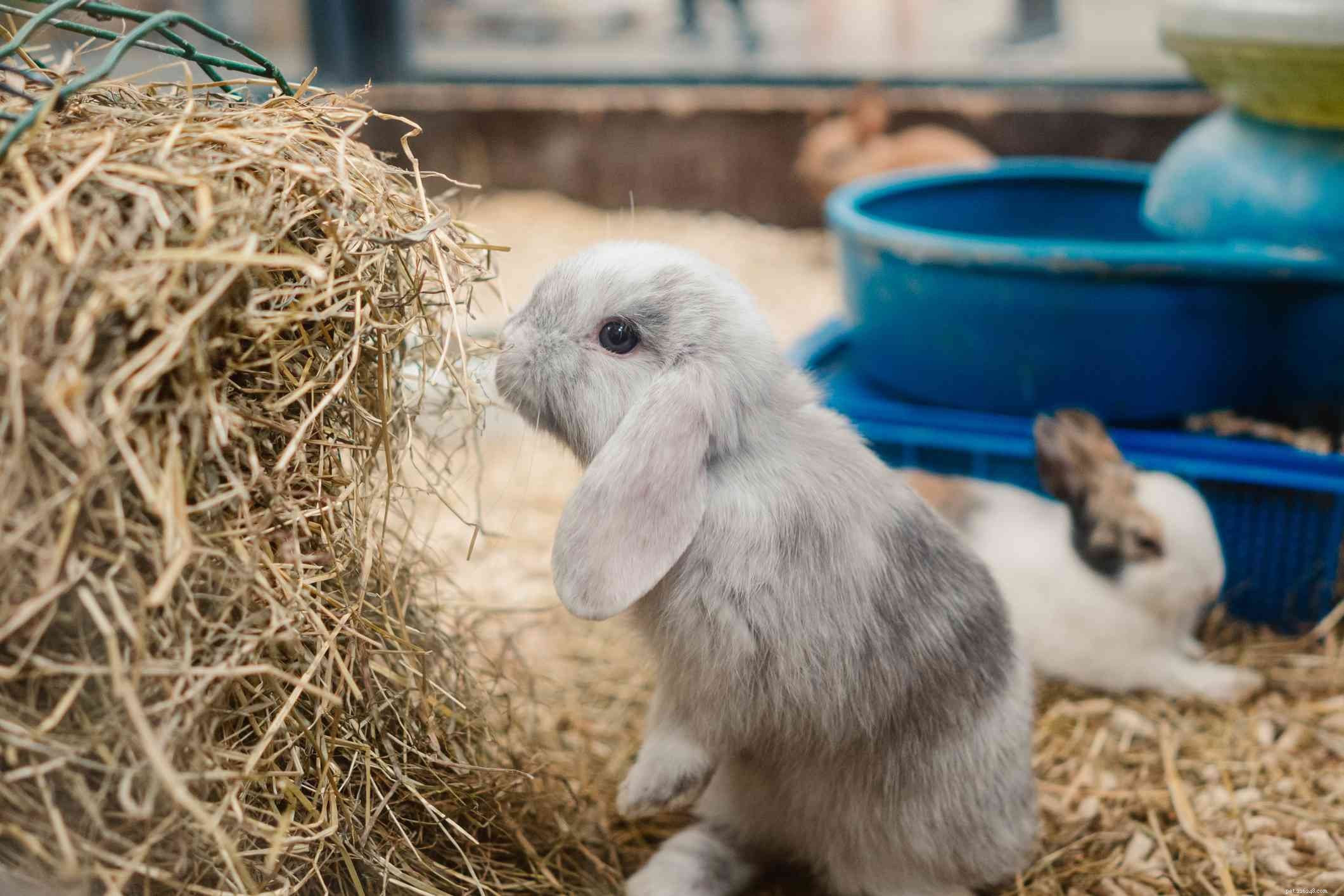 Explore the Spectrum: A Comprehensive Guide to Rabbit Fur Colors & Patterns