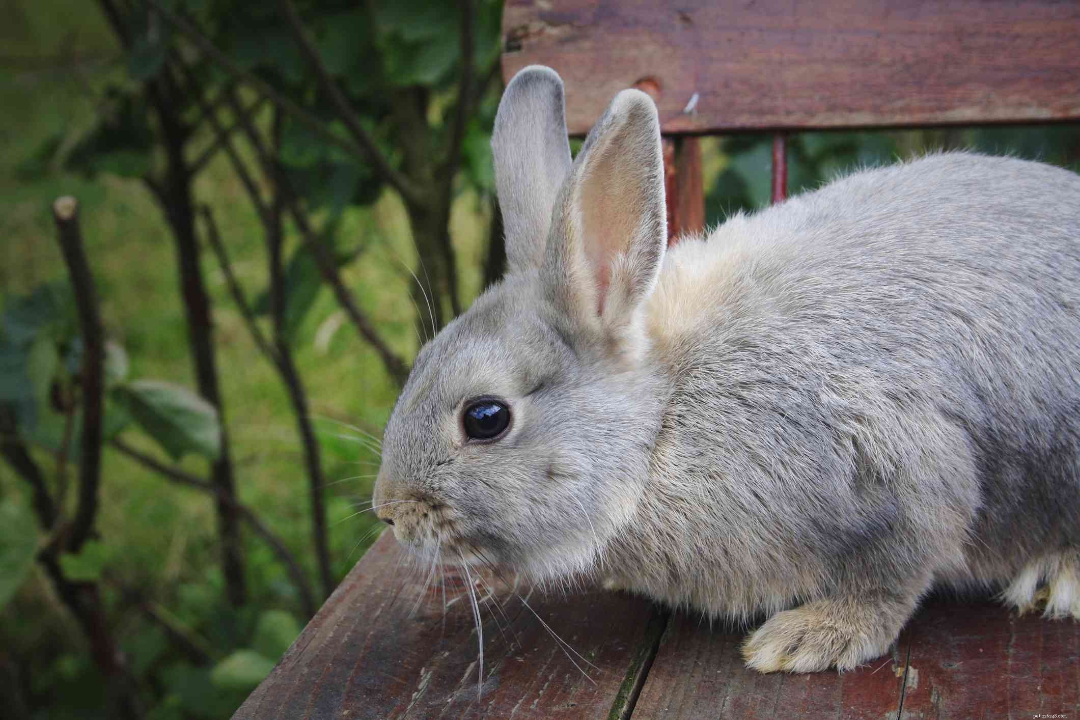 Explore the Spectrum: A Comprehensive Guide to Rabbit Fur Colors & Patterns