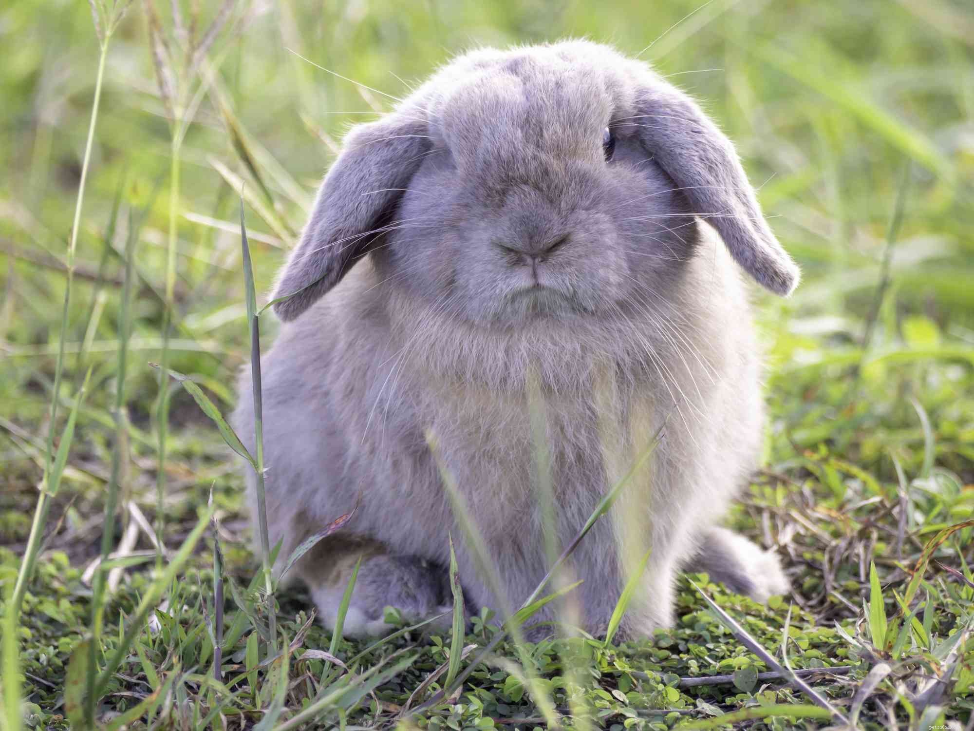 Explore the Spectrum: A Comprehensive Guide to Rabbit Fur Colors & Patterns