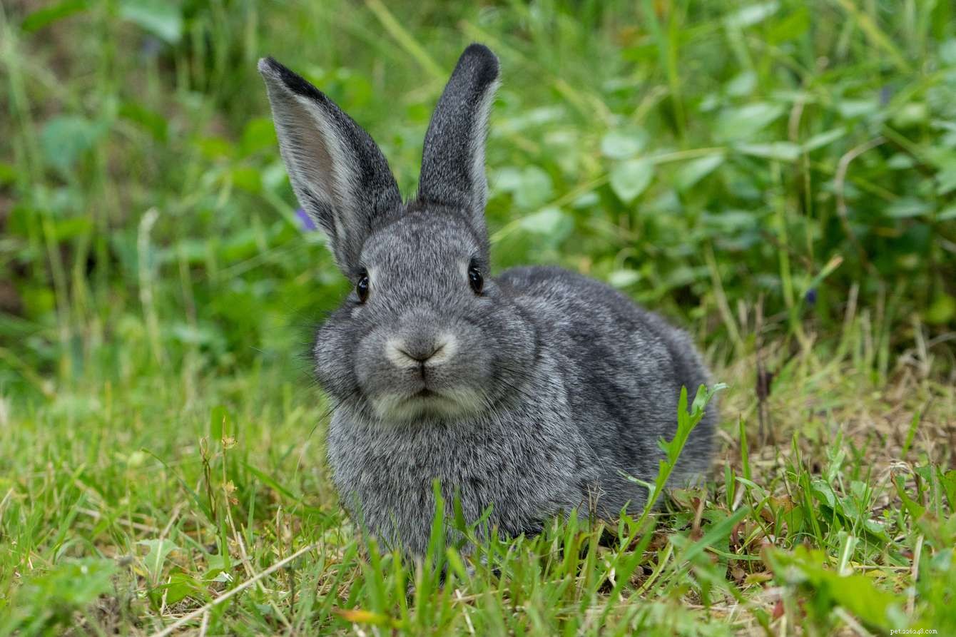Explore the Spectrum: A Comprehensive Guide to Rabbit Fur Colors & Patterns