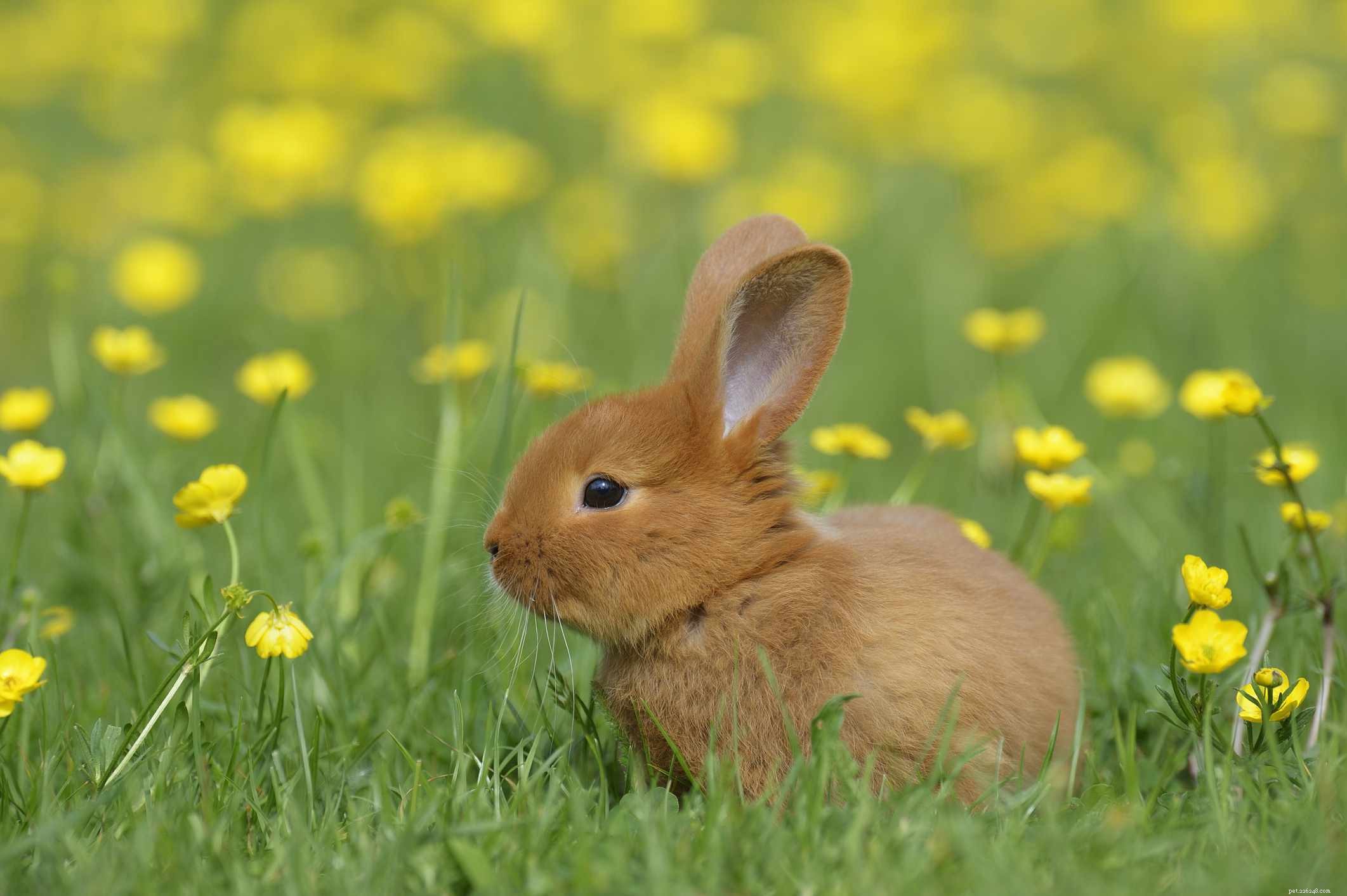 Explore the Spectrum: A Comprehensive Guide to Rabbit Fur Colors & Patterns