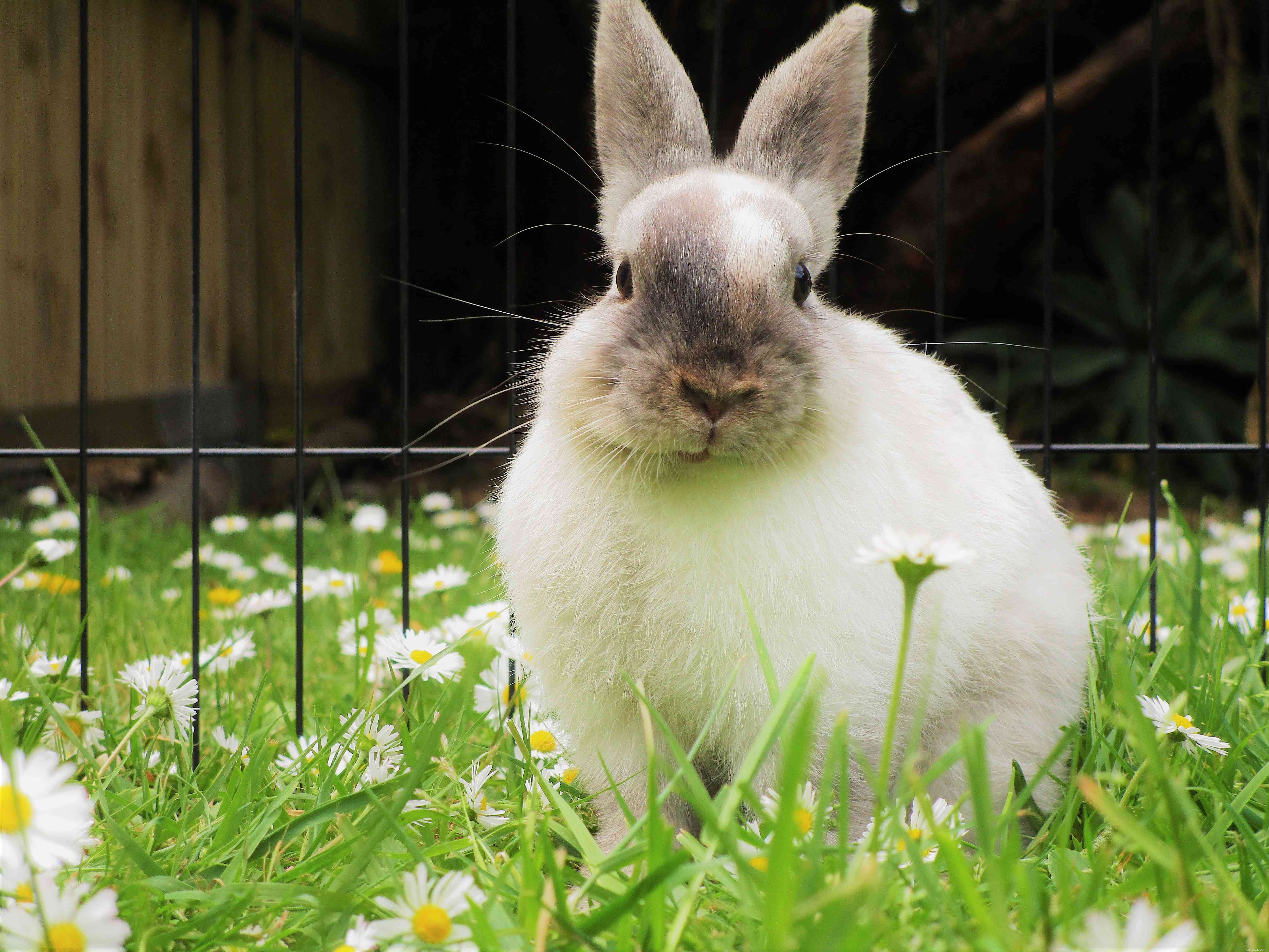 Explore the Spectrum: A Comprehensive Guide to Rabbit Fur Colors & Patterns