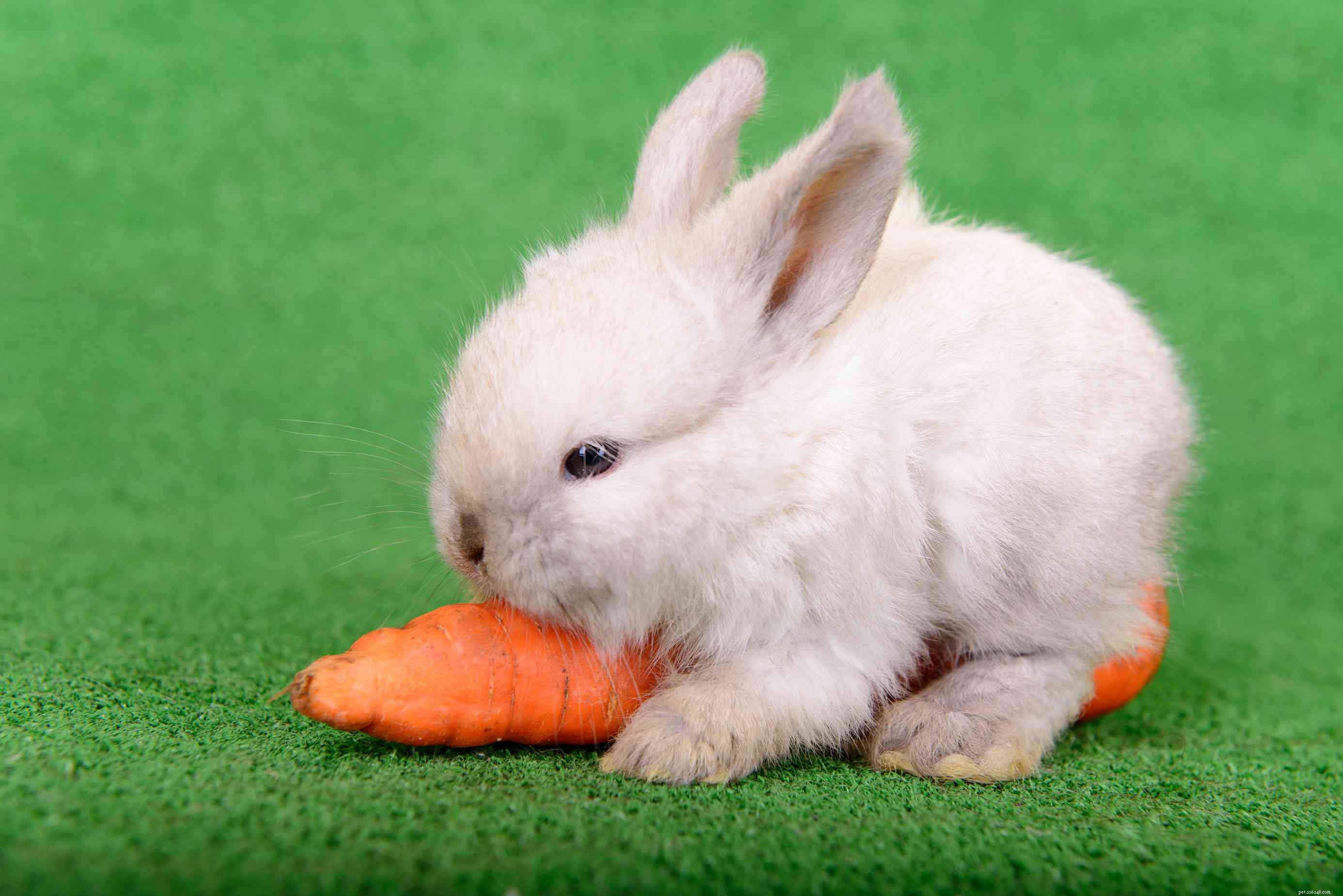 Explore the Spectrum: A Comprehensive Guide to Rabbit Fur Colors & Patterns