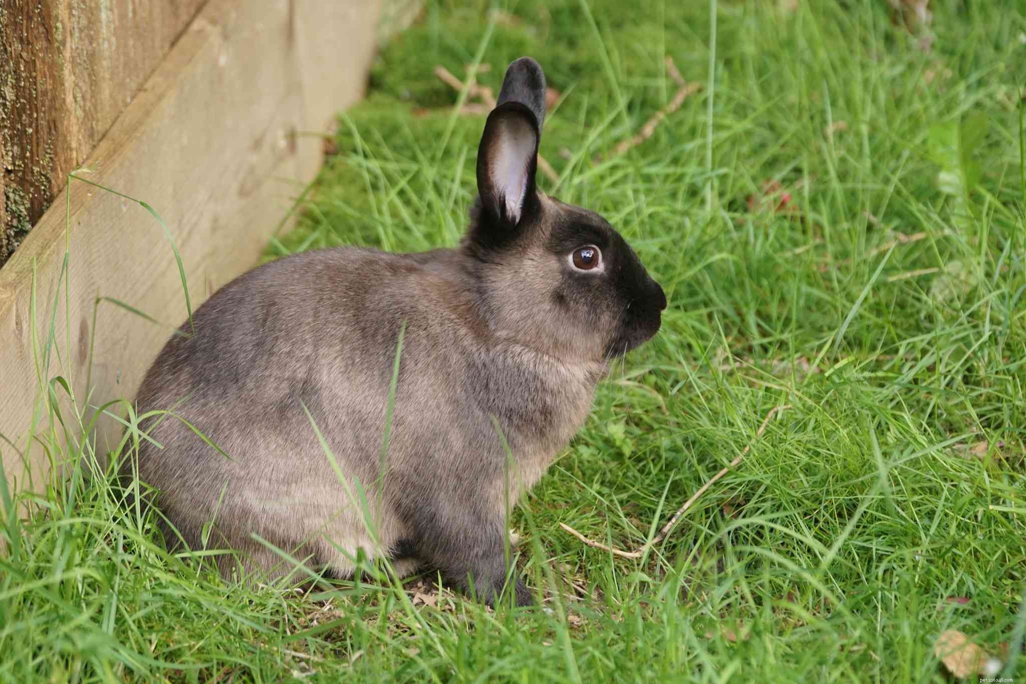 Explore the Spectrum: A Comprehensive Guide to Rabbit Fur Colors & Patterns