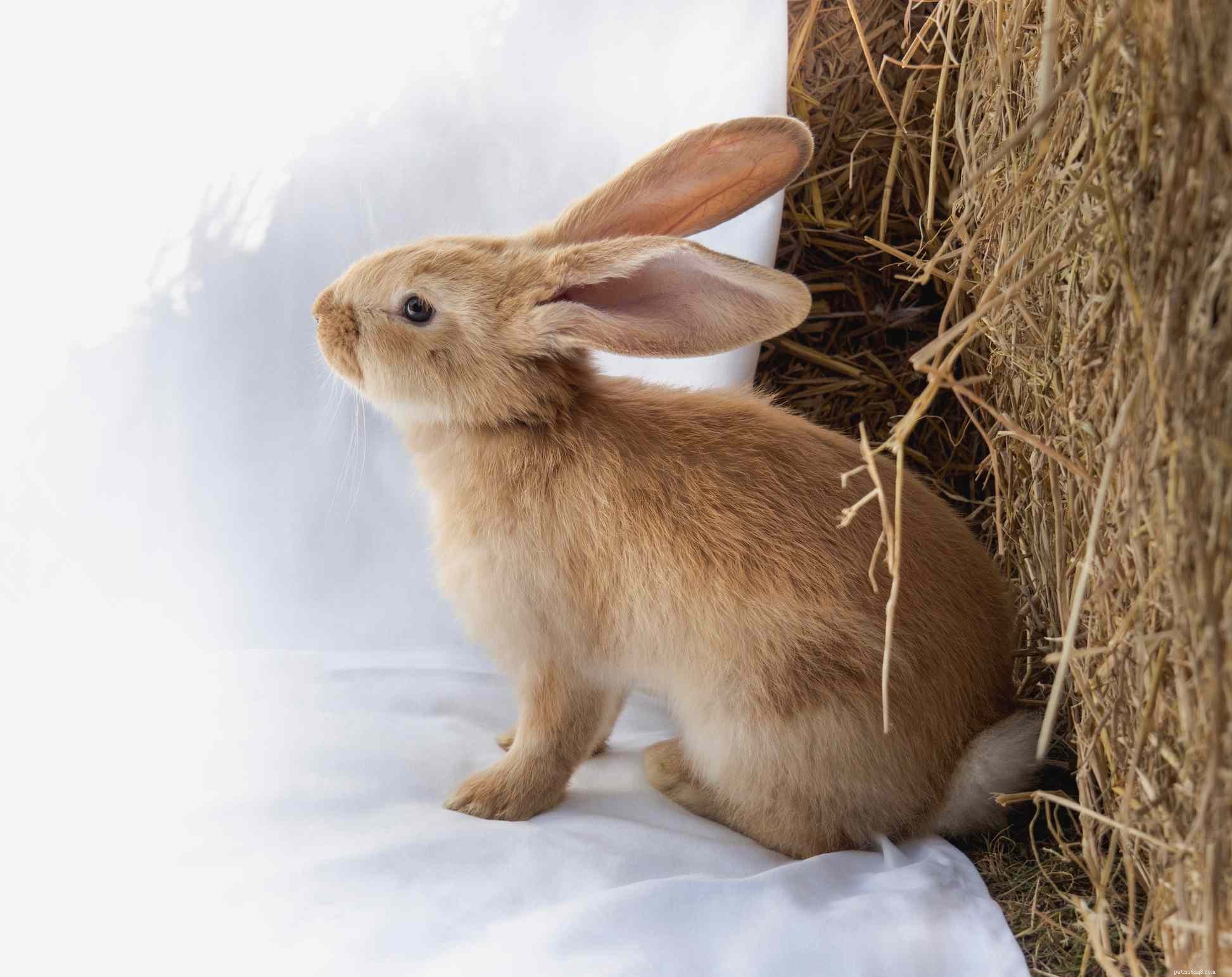 Explore the Spectrum: A Comprehensive Guide to Rabbit Fur Colors & Patterns