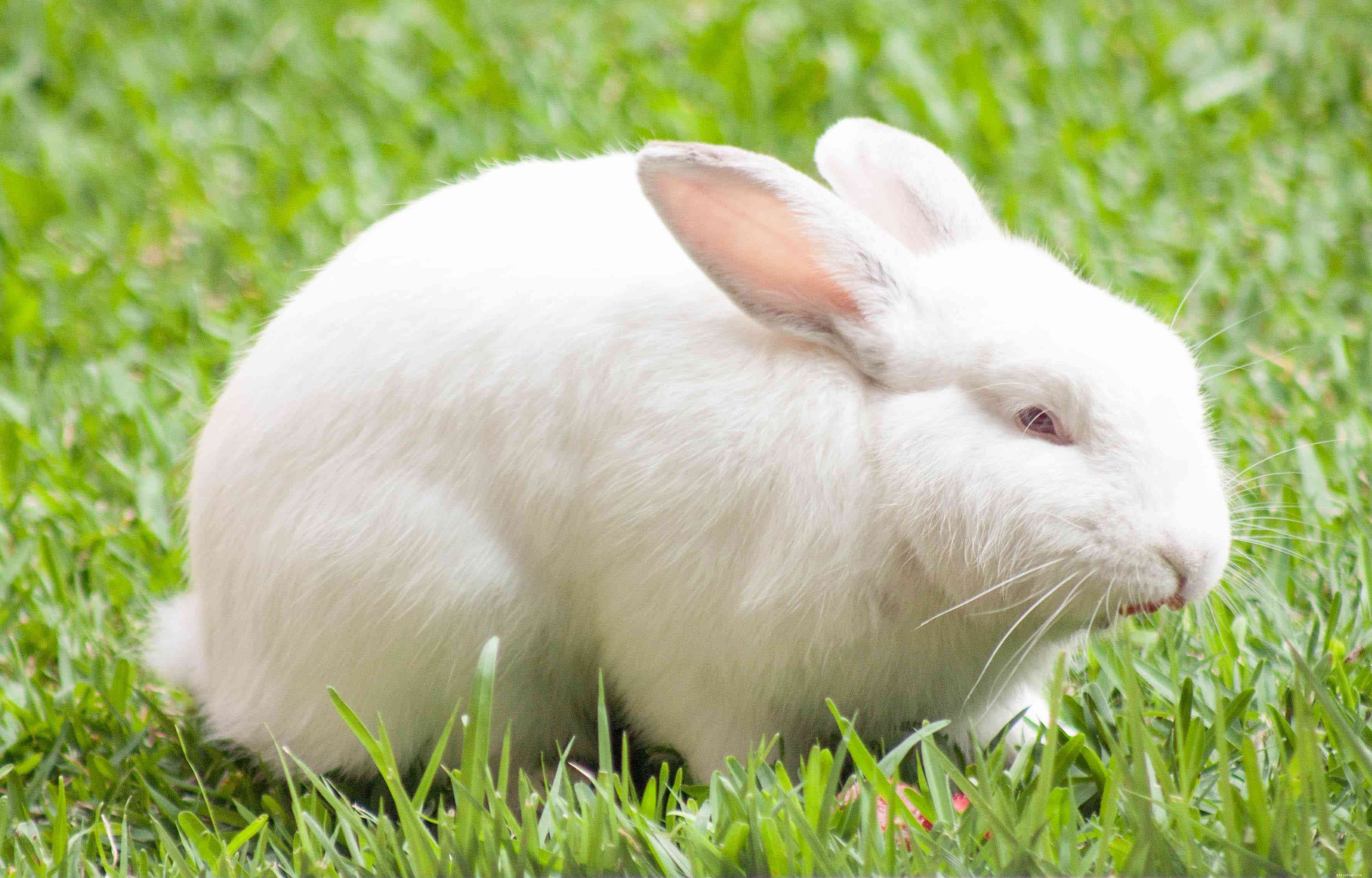 Explore the Spectrum: A Comprehensive Guide to Rabbit Fur Colors & Patterns
