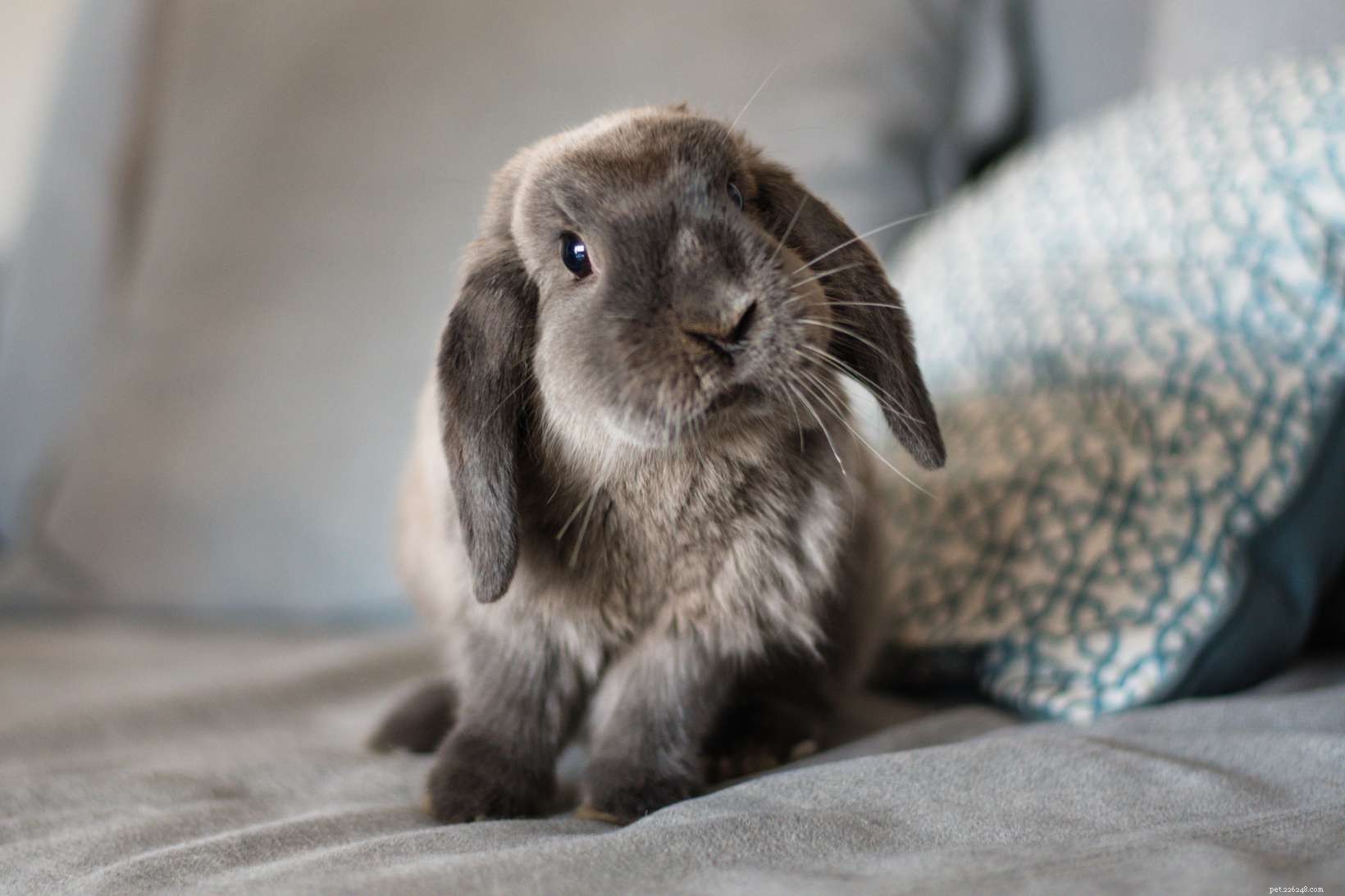 Explore the Spectrum: A Comprehensive Guide to Rabbit Fur Colors & Patterns