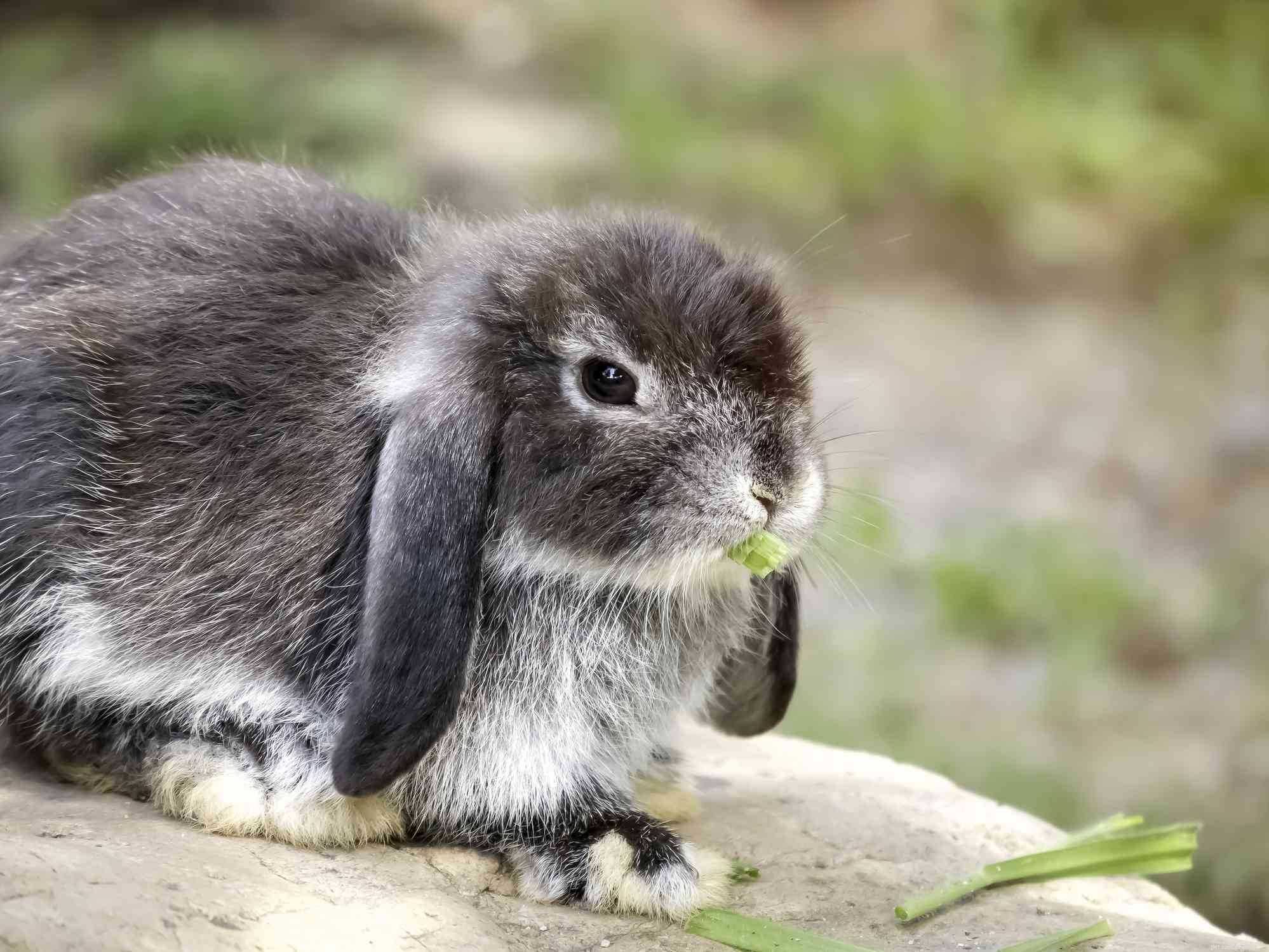 Explore the Spectrum: A Comprehensive Guide to Rabbit Fur Colors & Patterns
