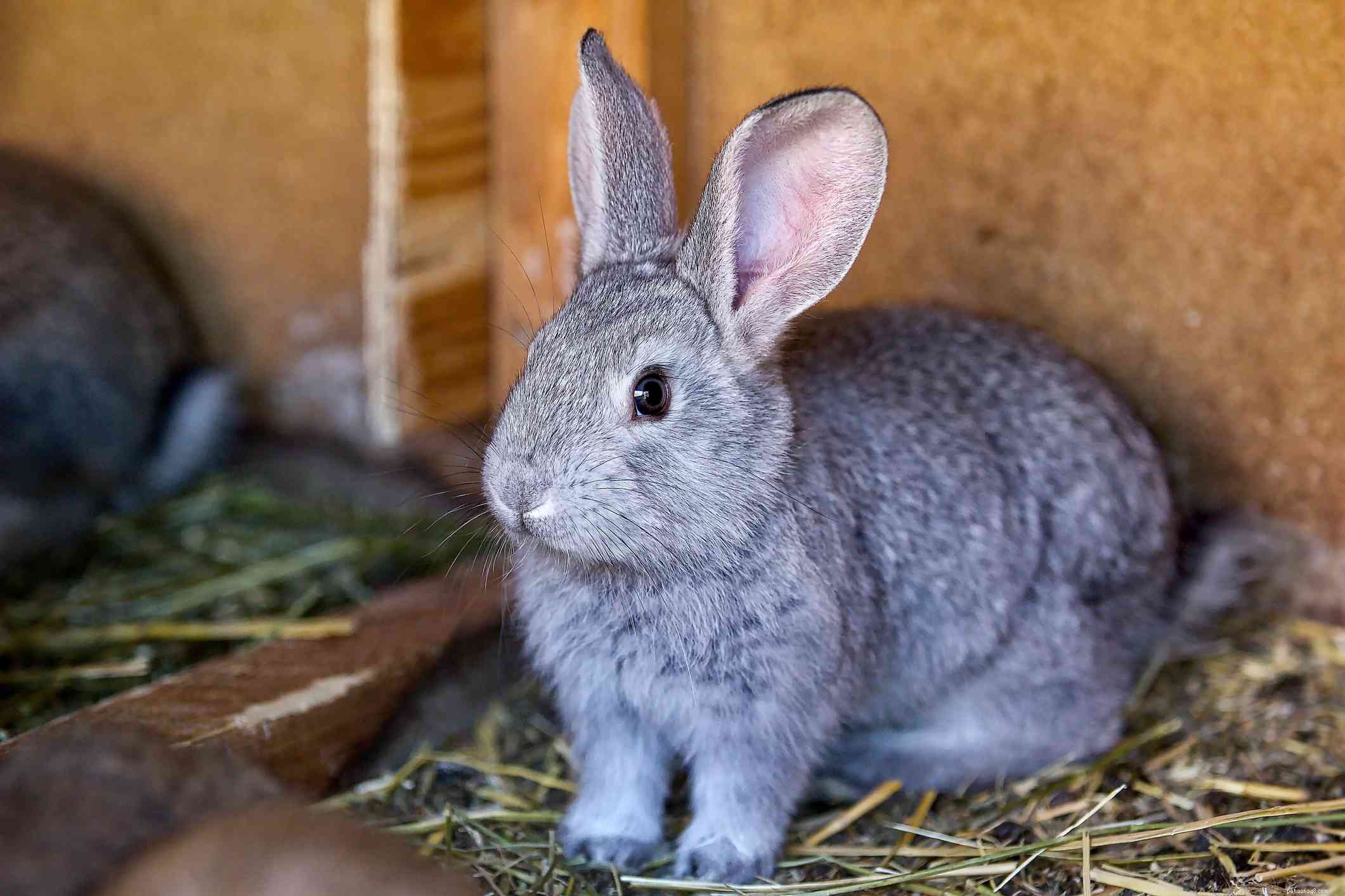 Explore the Spectrum: A Comprehensive Guide to Rabbit Fur Colors & Patterns
