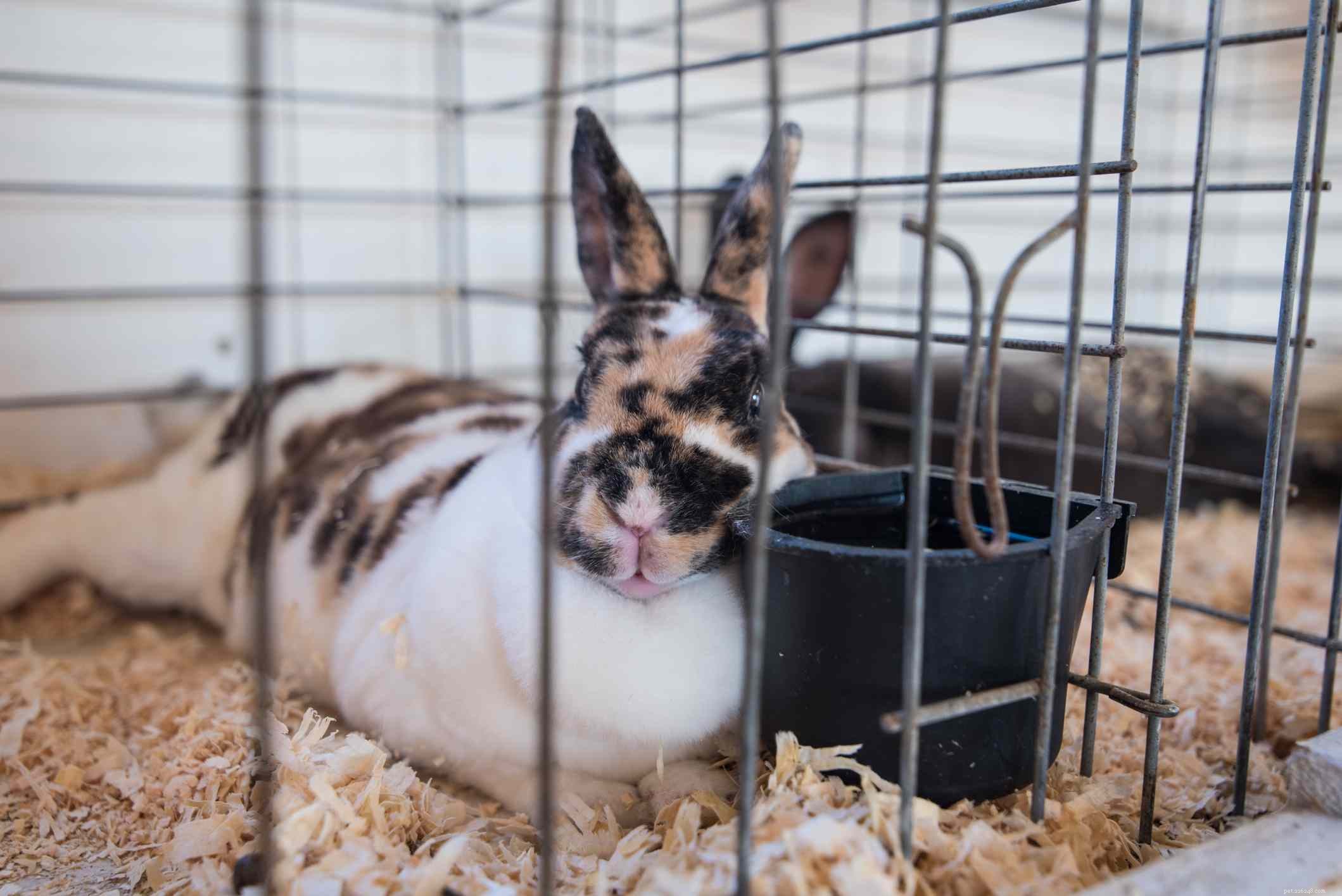 Explore the Spectrum: A Comprehensive Guide to Rabbit Fur Colors & Patterns
