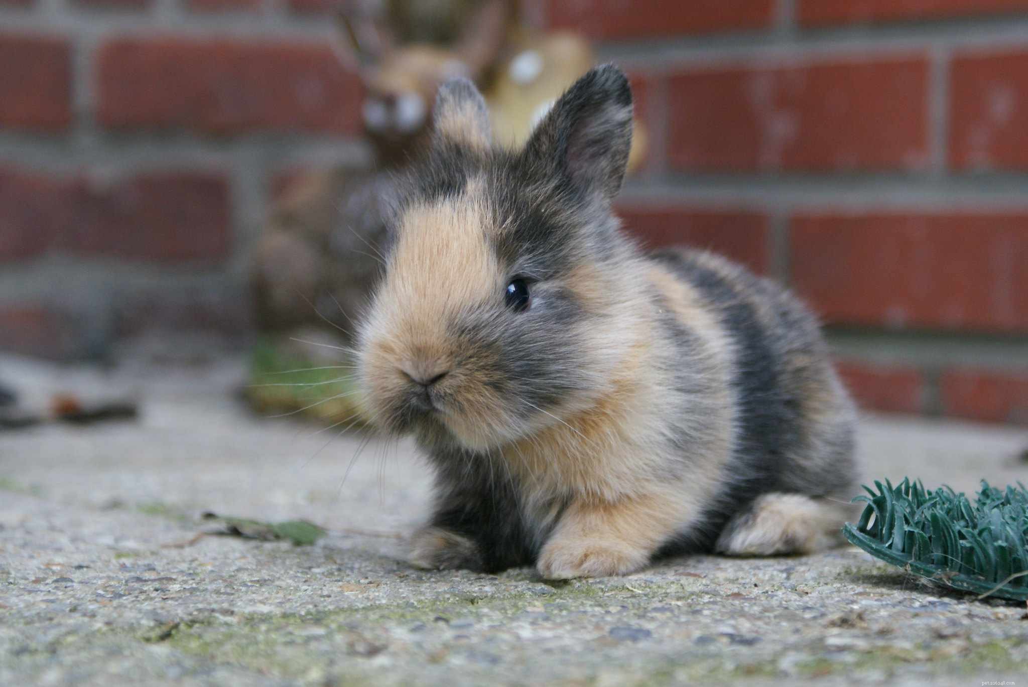 Explore the Spectrum: A Comprehensive Guide to Rabbit Fur Colors & Patterns
