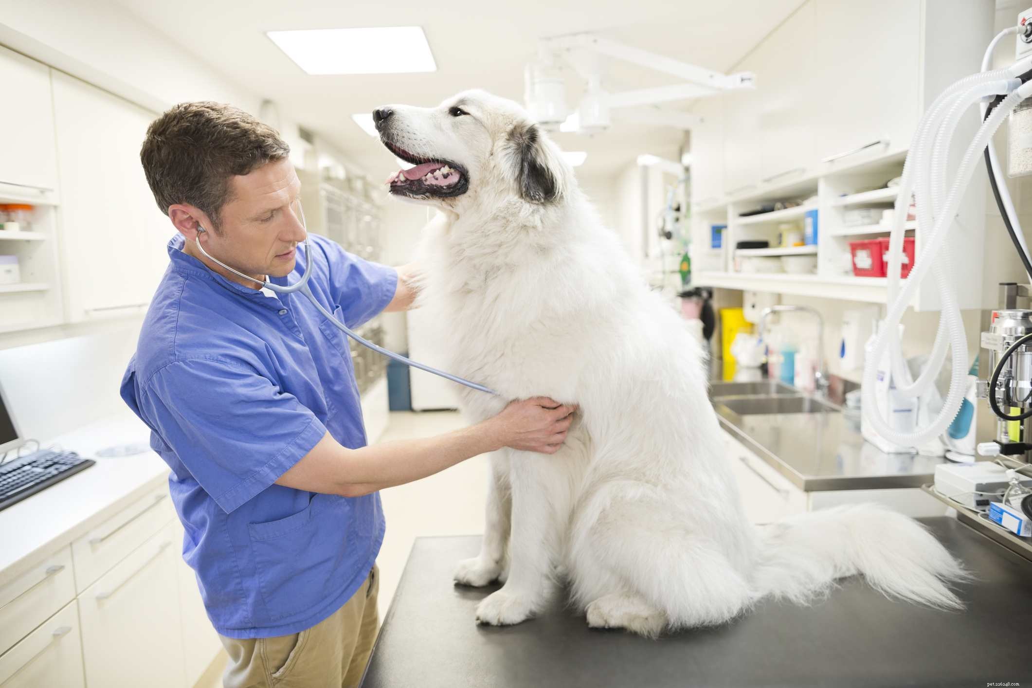 Step-by-Step Guide: Managing Your Dog s Seizure Episodes