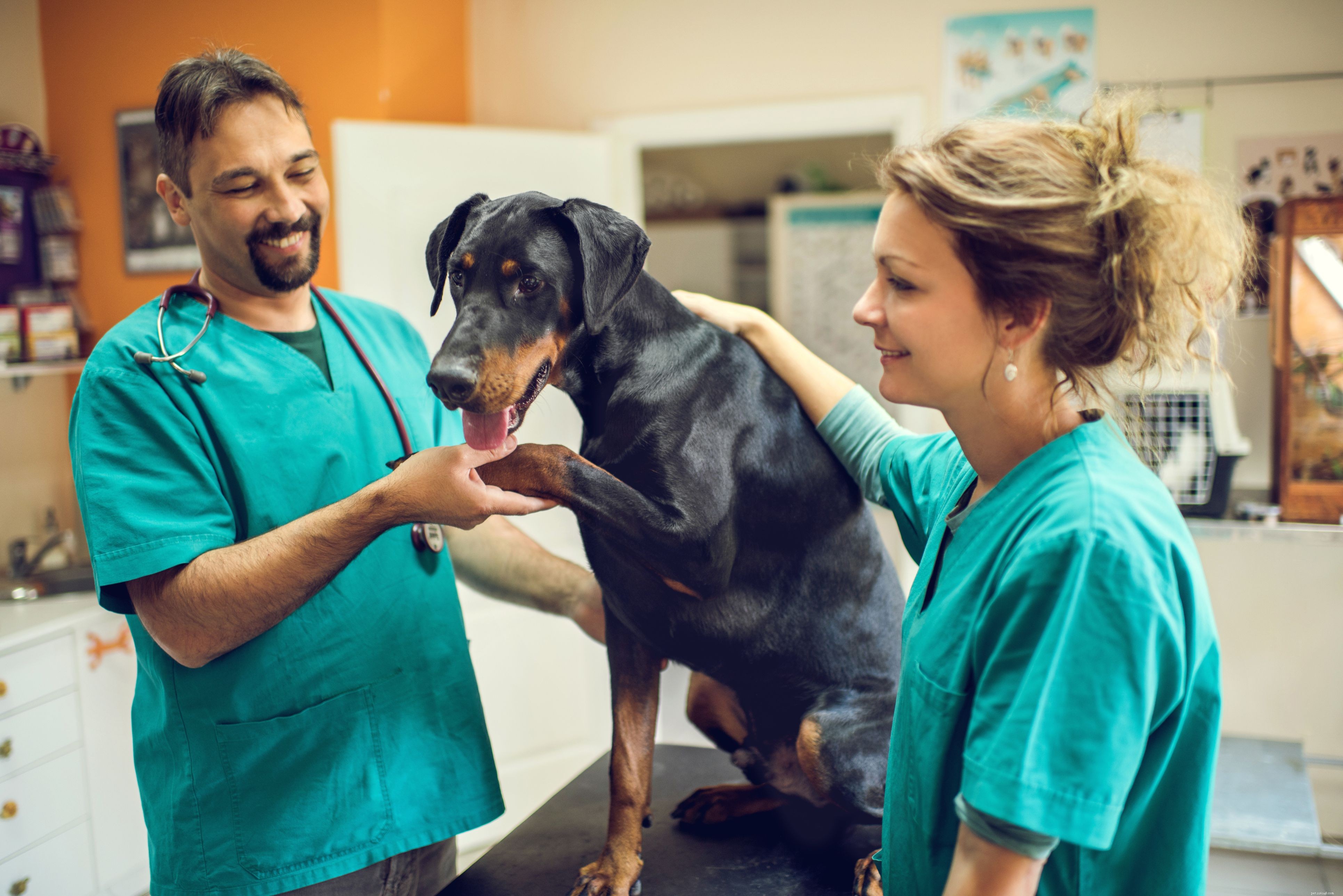 Step-by-Step Guide: Managing Your Dog s Seizure Episodes