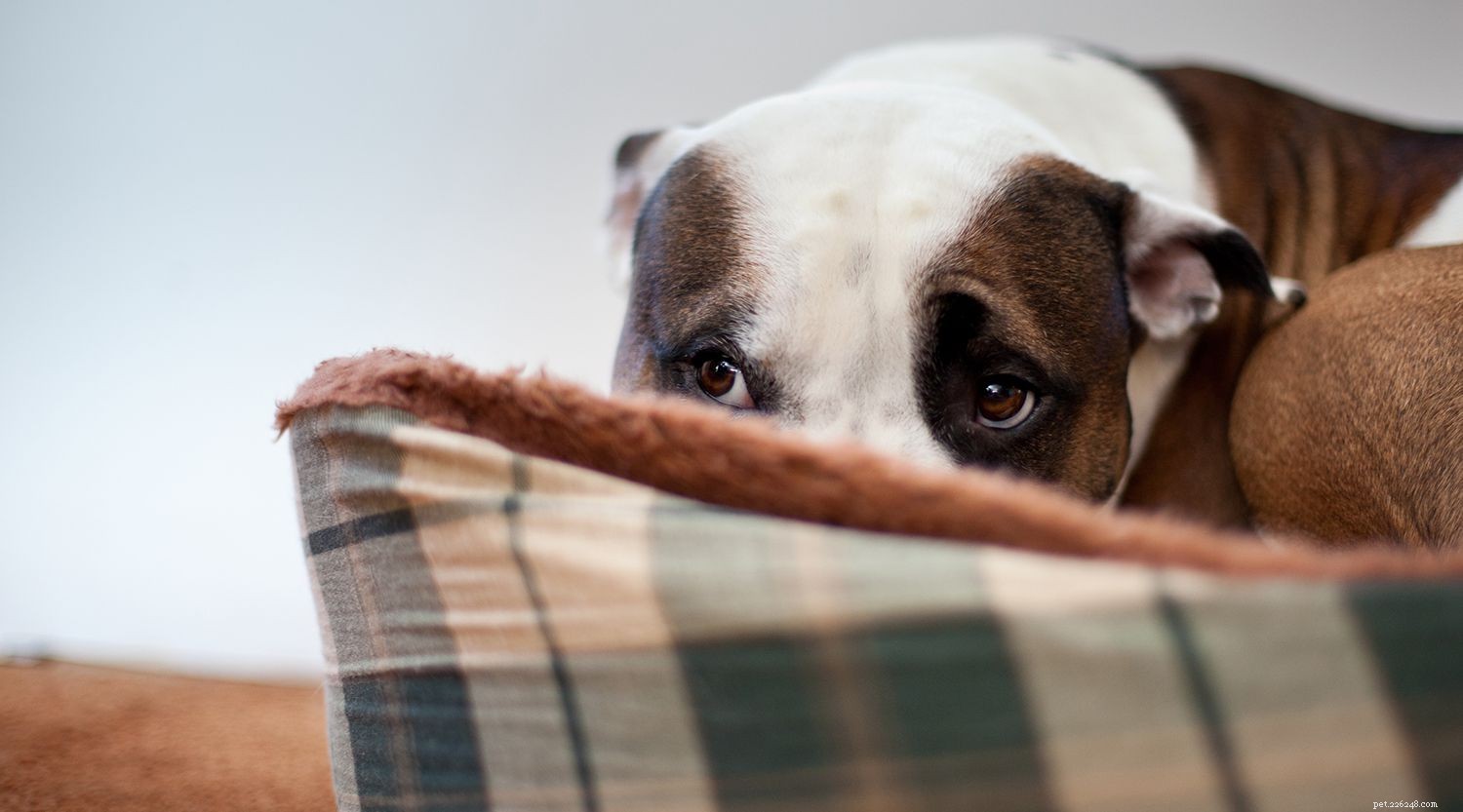 Step-by-Step Guide: Managing Your Dog s Seizure Episodes
