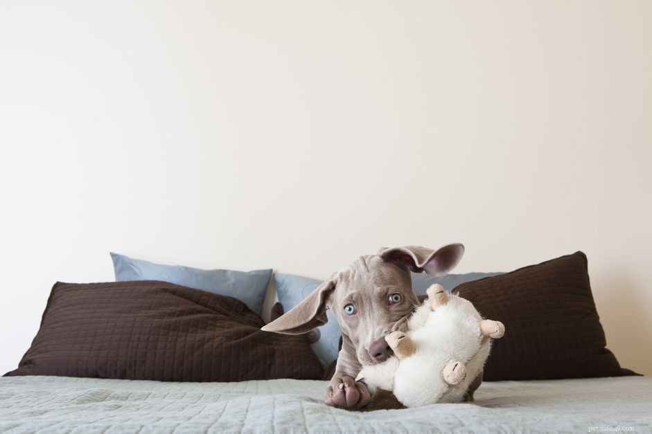 Puppy Safety: How to Handle Foreign Object Ingestion