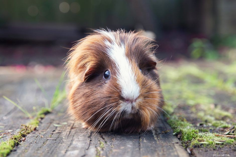 Essential Guide: Everything You Need to Know Before Adopting a Guinea Pig