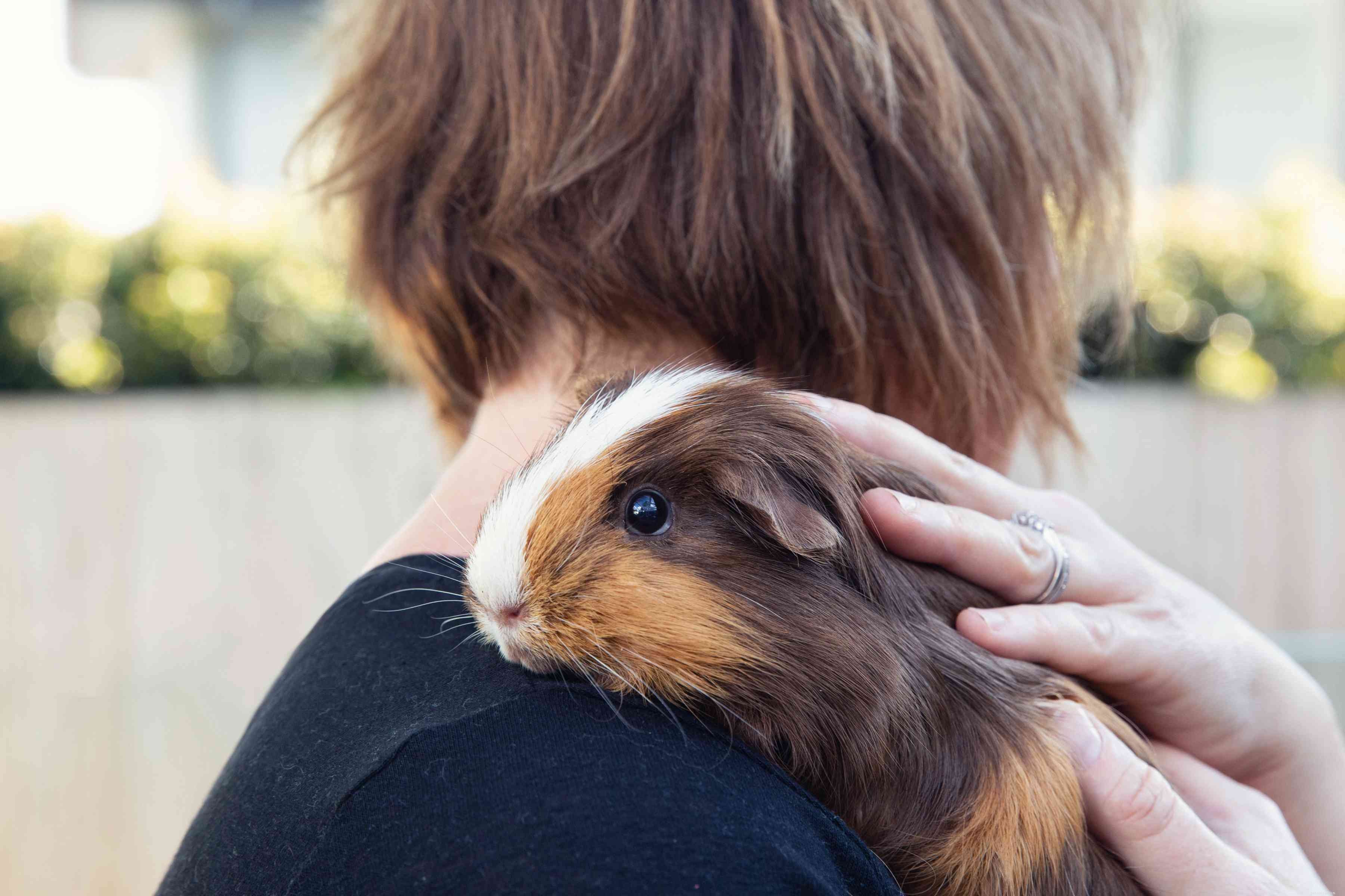 Essential Guide: Everything You Need to Know Before Adopting a Guinea Pig