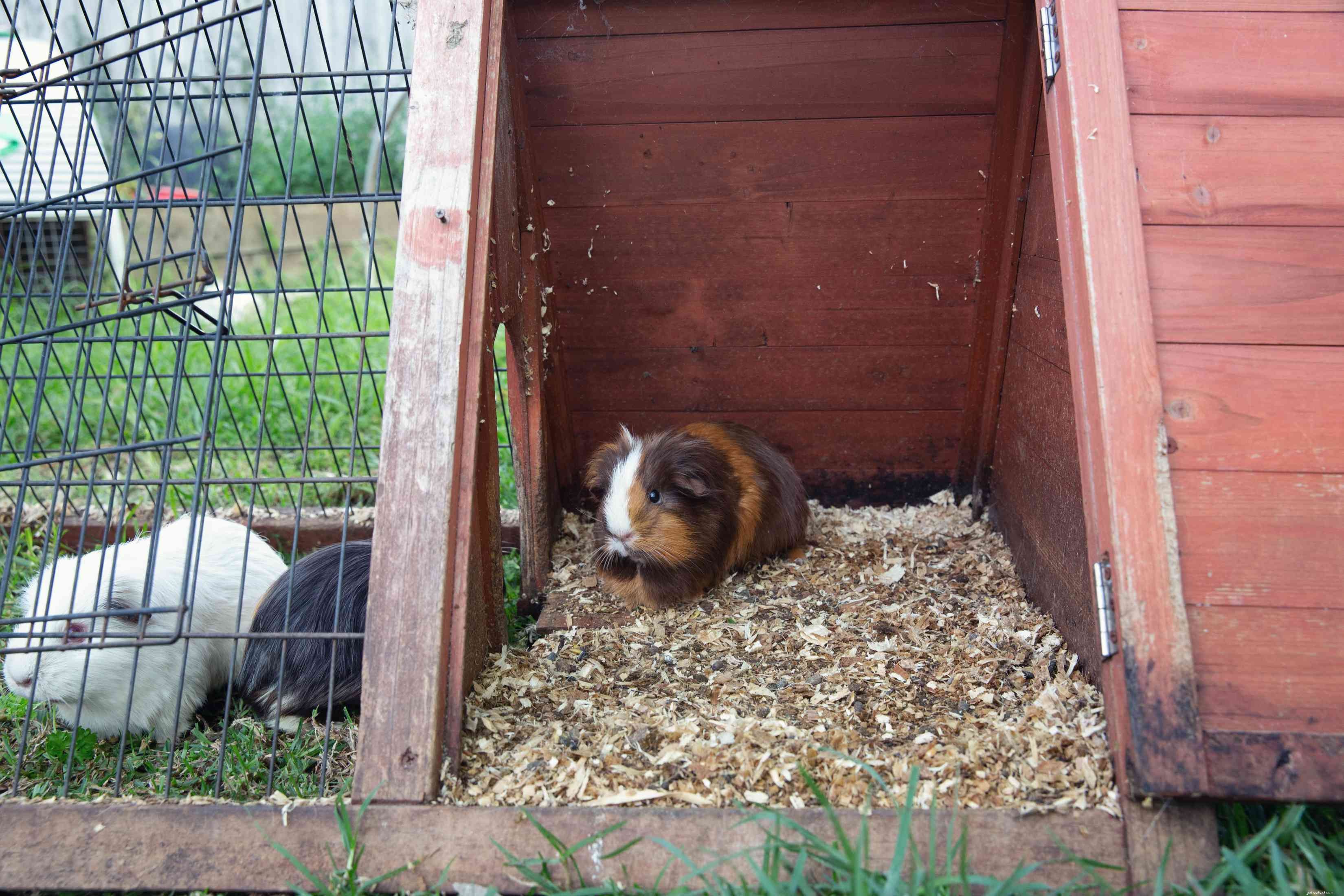 Essential Guide: Everything You Need to Know Before Adopting a Guinea Pig