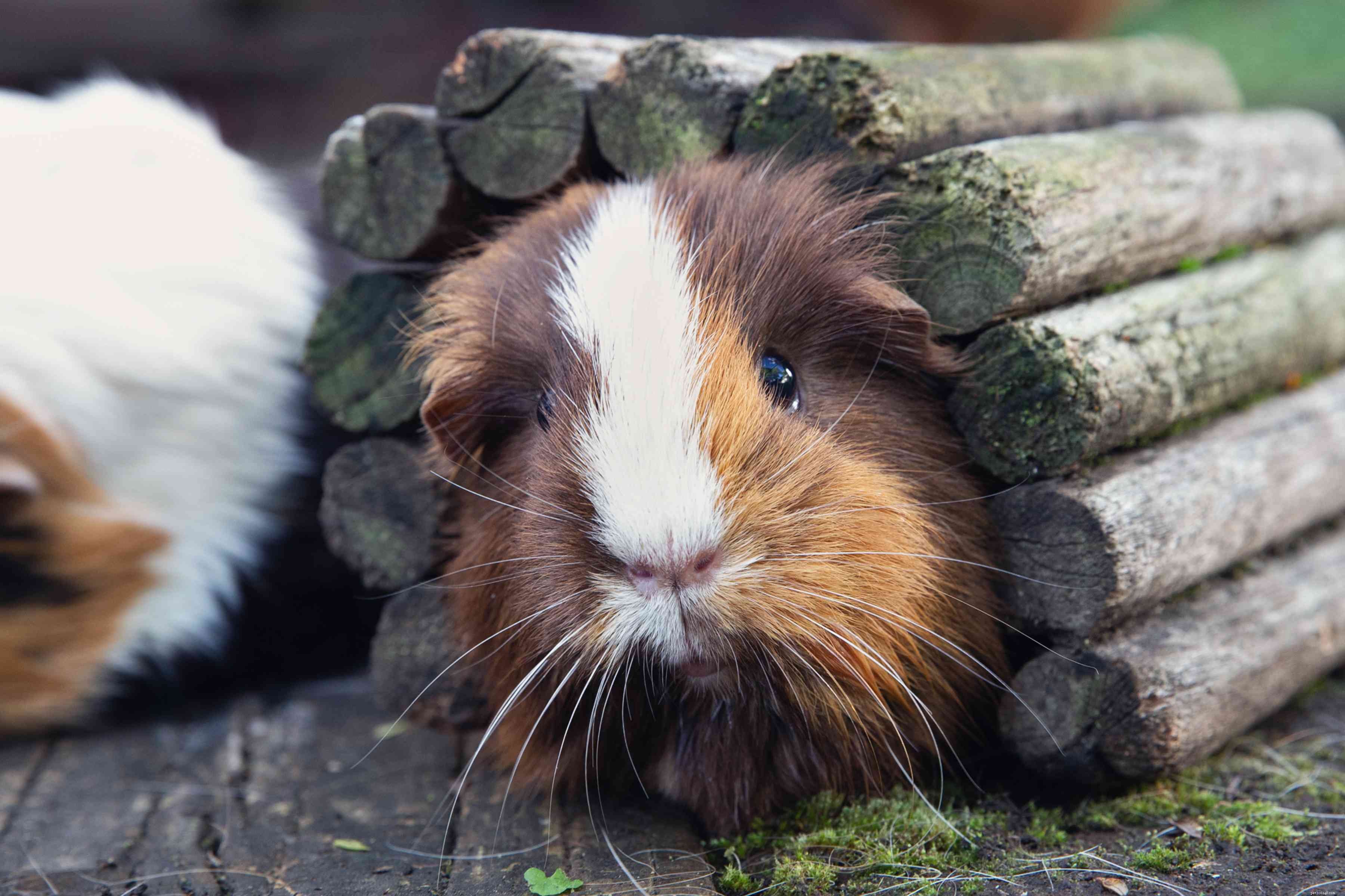 Essential Guide: Everything You Need to Know Before Adopting a Guinea Pig