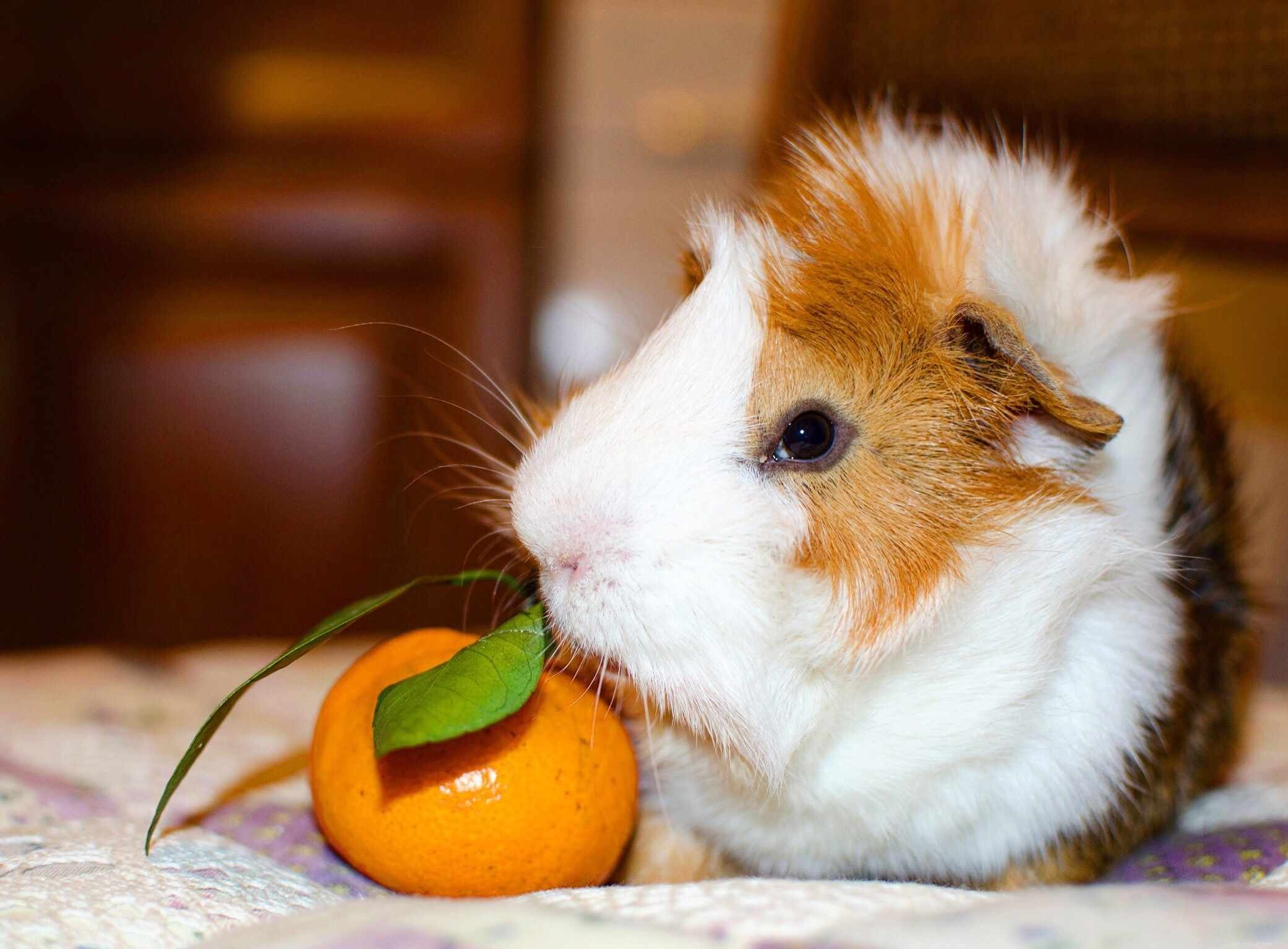 Essential Guide: Everything You Need to Know Before Adopting a Guinea Pig