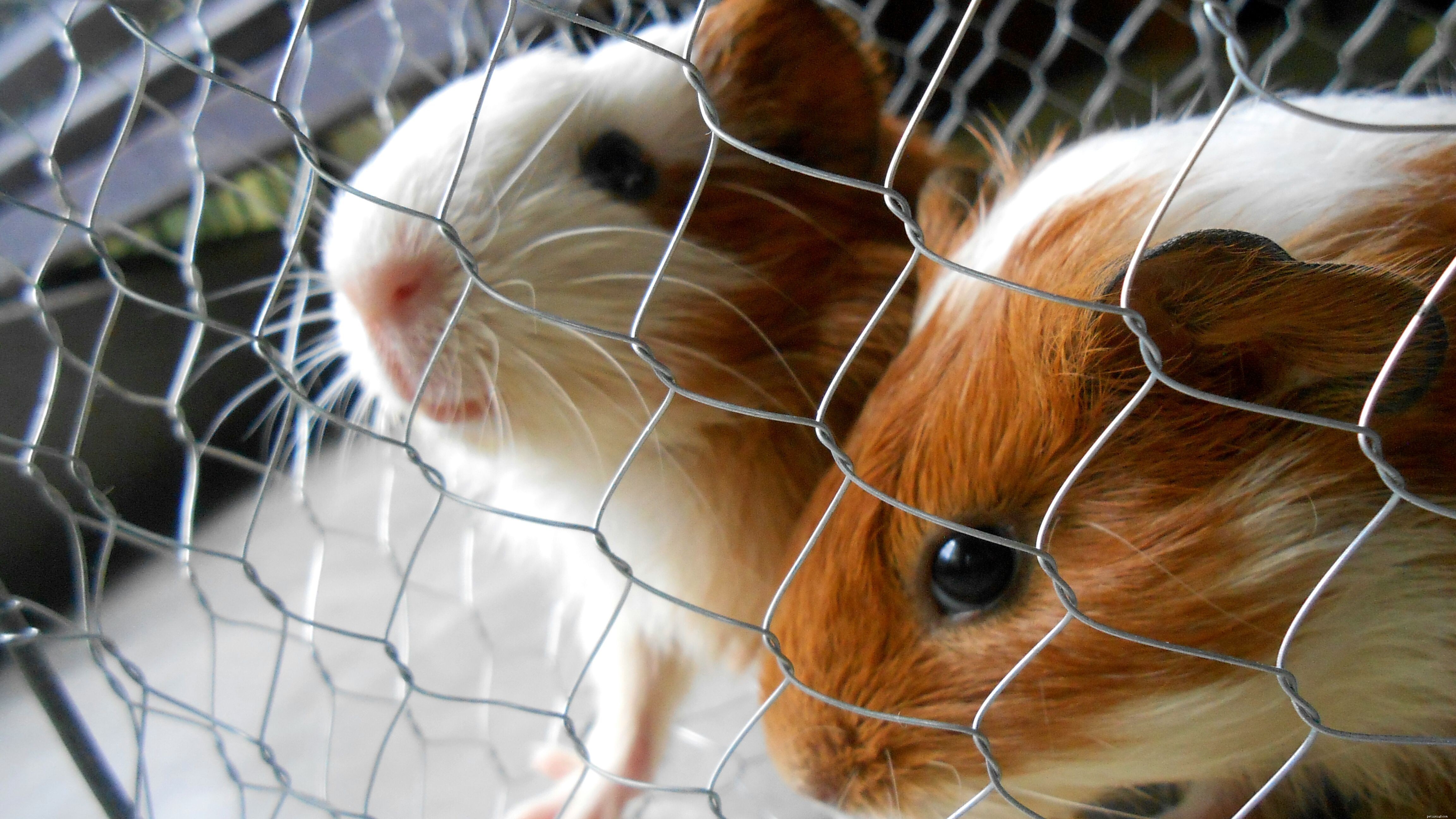 Essential Guide: Everything You Need to Know Before Adopting a Guinea Pig