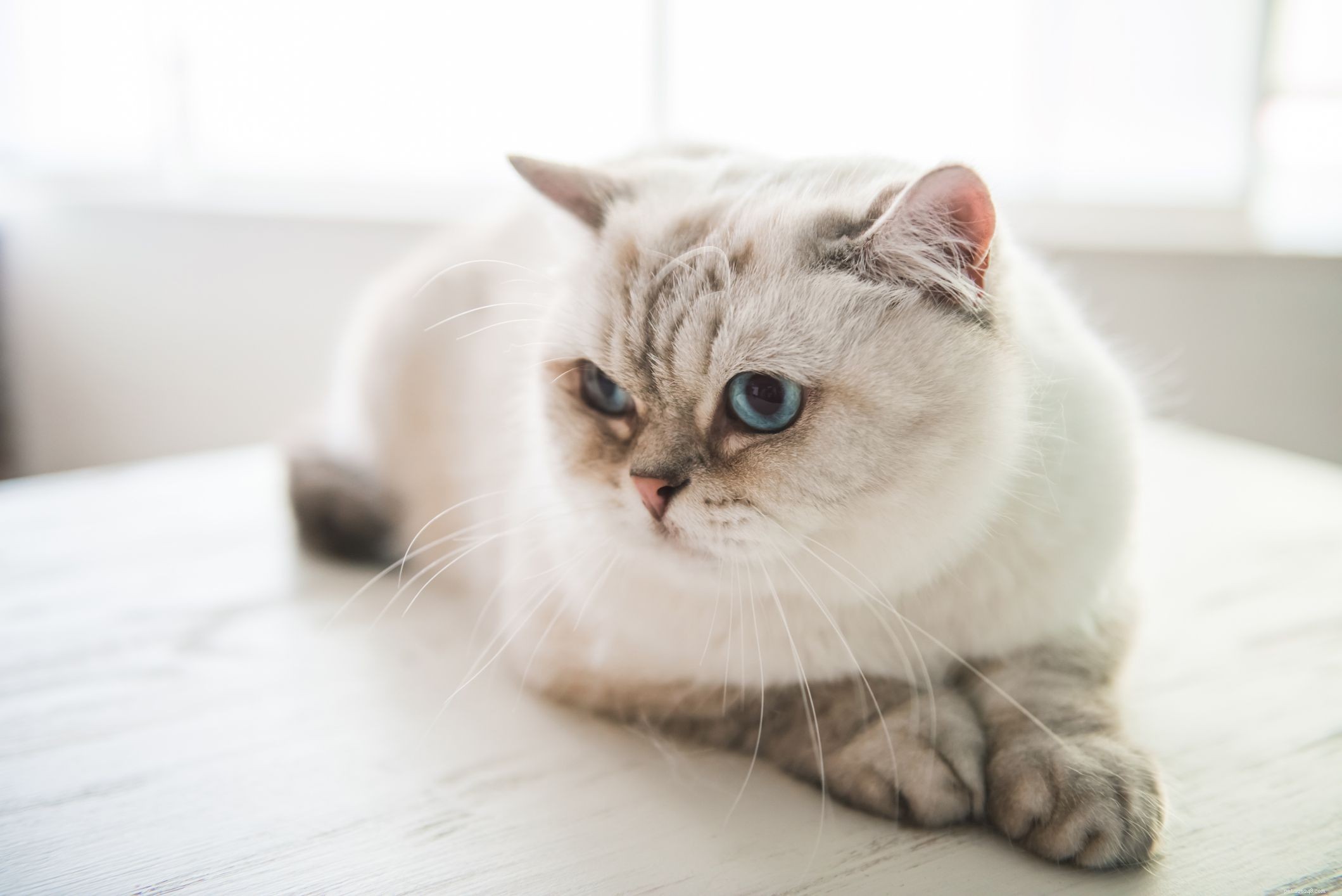 Top 13 Long‑Haired Cat Breeds: A Trusted Guide to Fluffy Companions