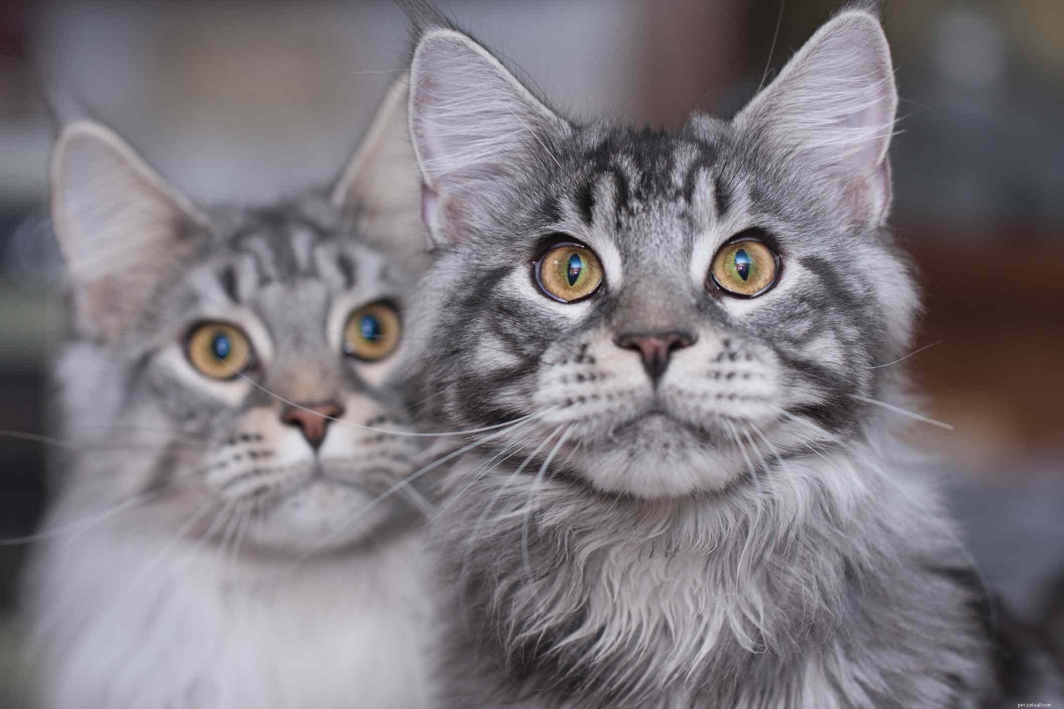 Top 13 Long‑Haired Cat Breeds: A Trusted Guide to Fluffy Companions