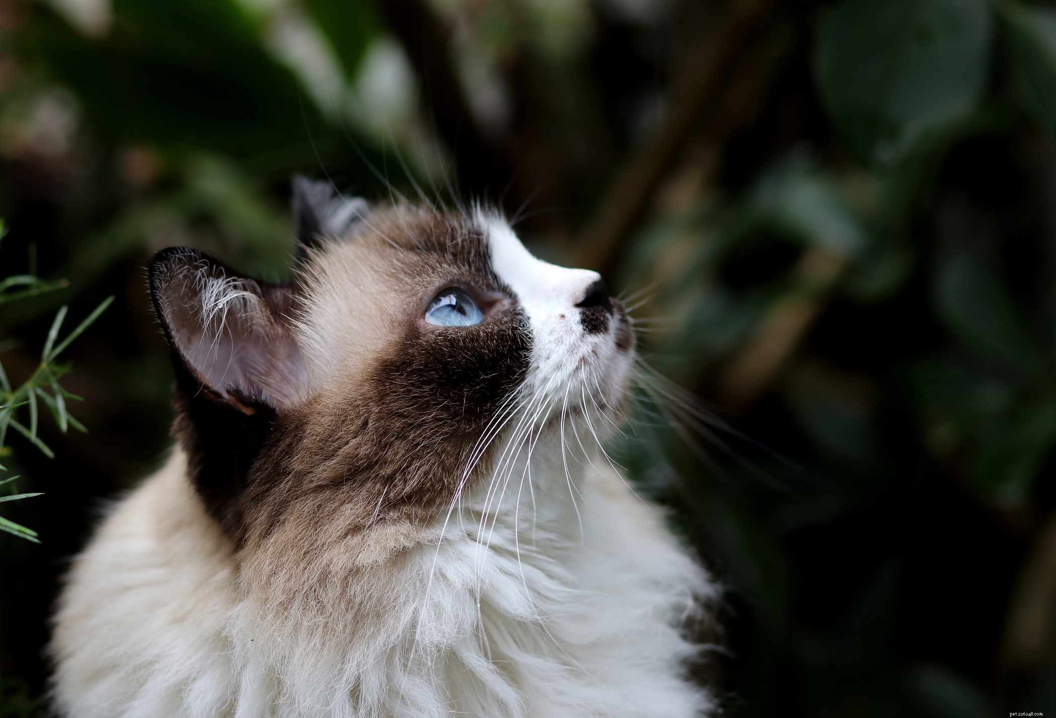 Top 13 Long‑Haired Cat Breeds: A Trusted Guide to Fluffy Companions