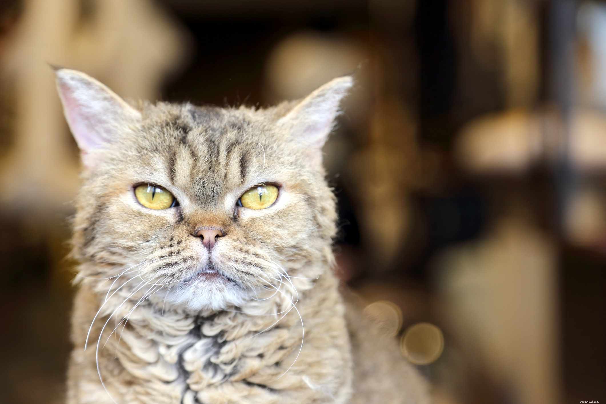Top 13 Long‑Haired Cat Breeds: A Trusted Guide to Fluffy Companions