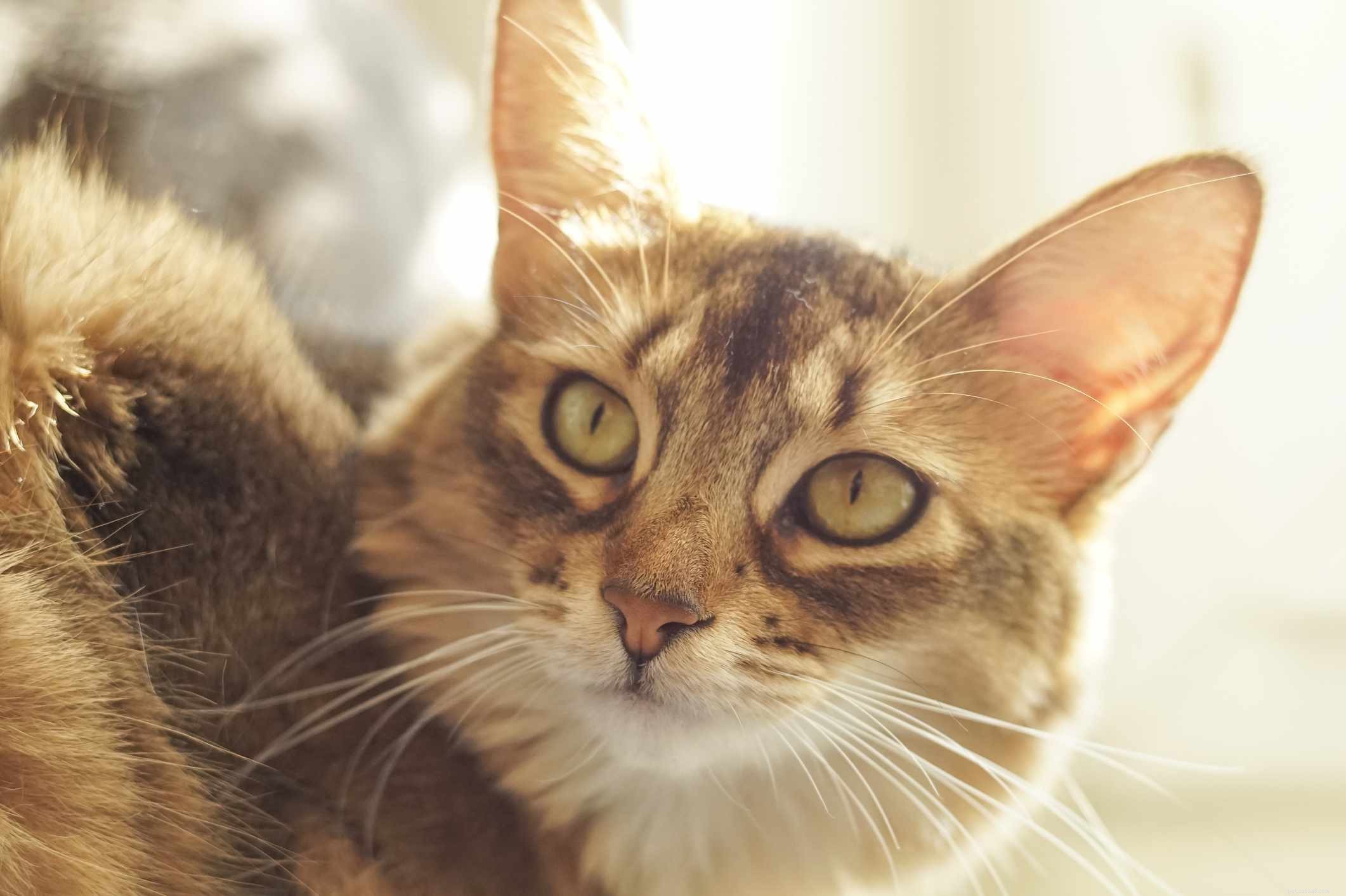 Top 13 Long‑Haired Cat Breeds: A Trusted Guide to Fluffy Companions