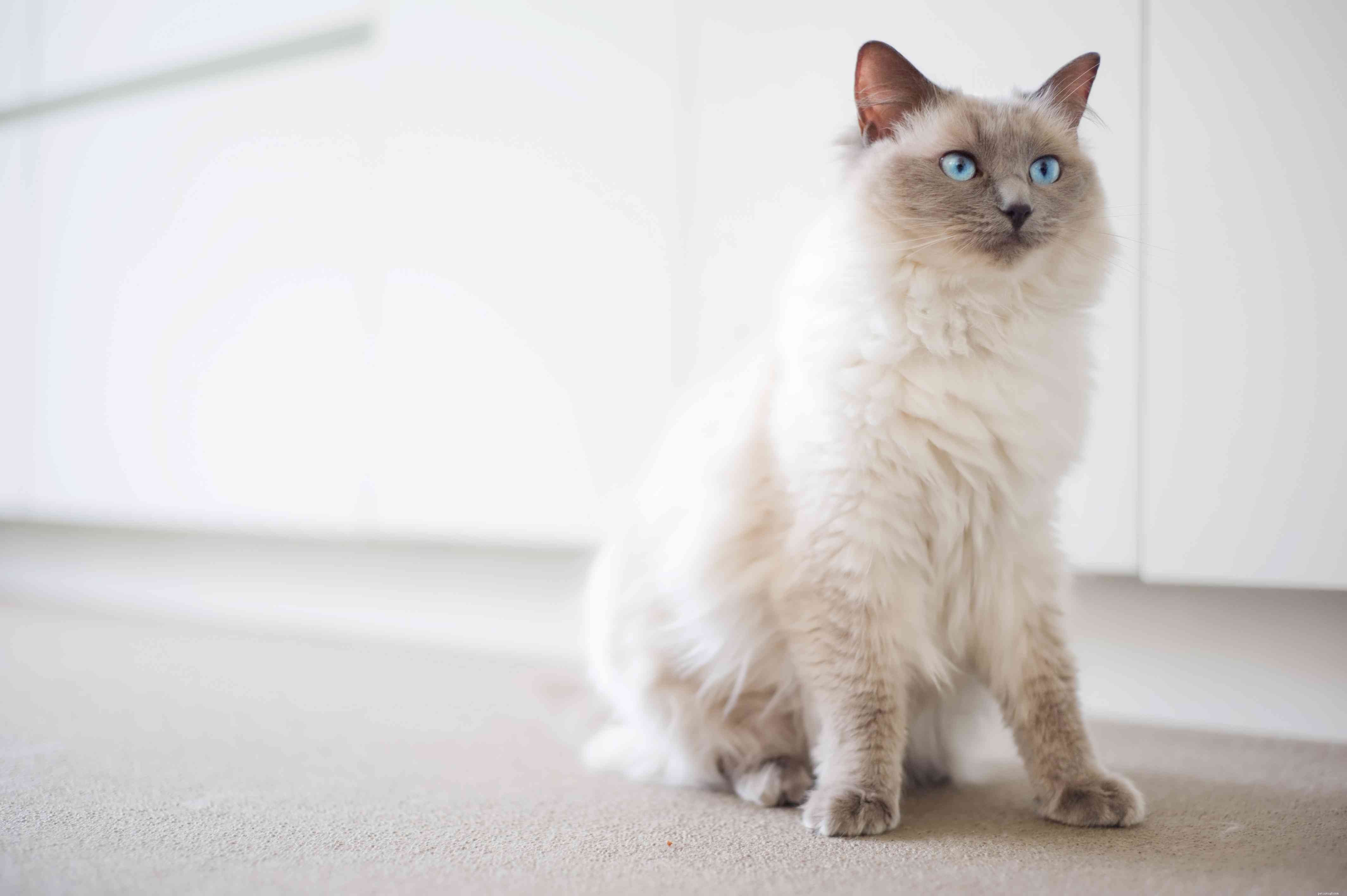 Top 13 Long‑Haired Cat Breeds: A Trusted Guide to Fluffy Companions