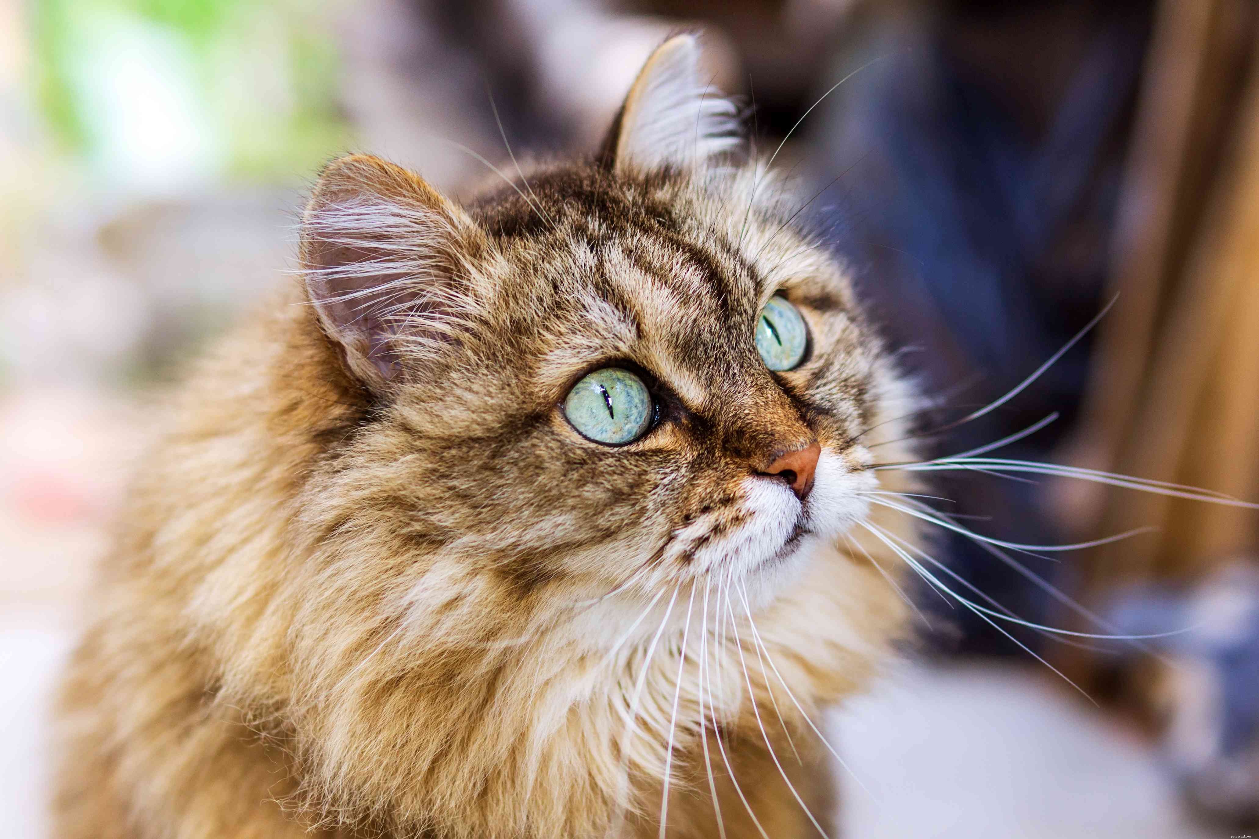 Top 13 Long‑Haired Cat Breeds: A Trusted Guide to Fluffy Companions