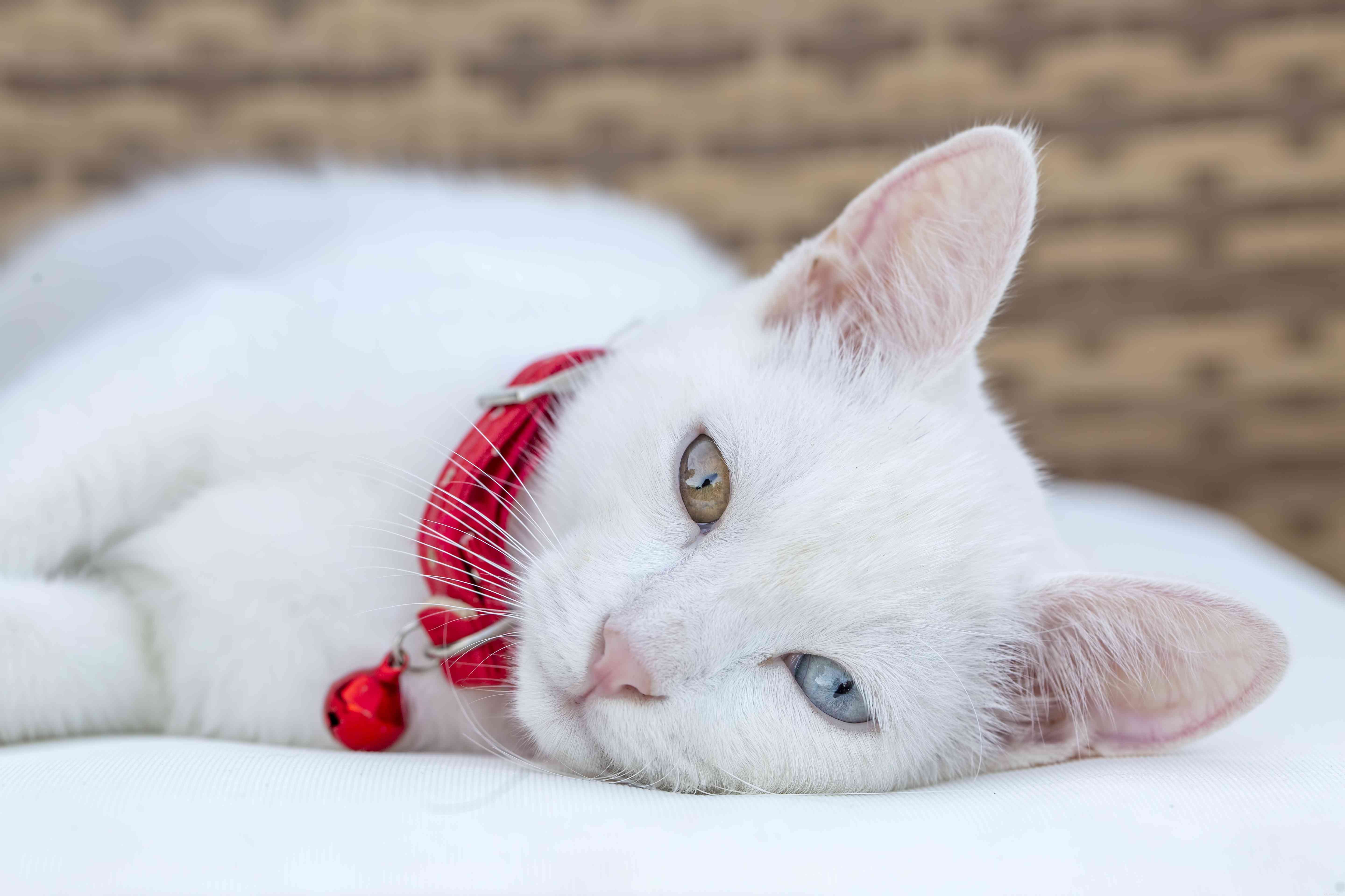 Top 13 Long‑Haired Cat Breeds: A Trusted Guide to Fluffy Companions