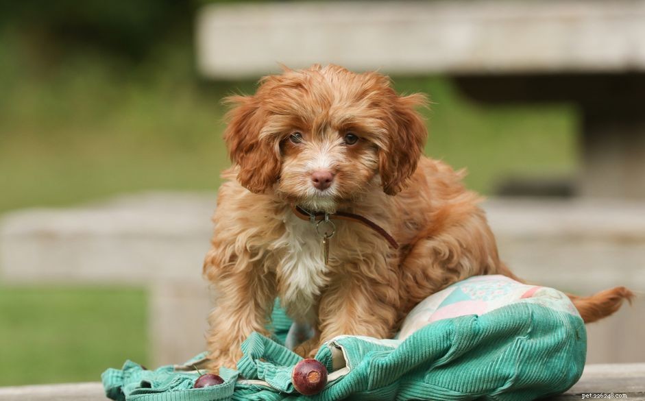 Cavapoo Dog Breed: Traits, Care, and Adoption Guide