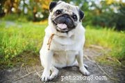 Cavapoo Dog Breed: Traits, Care, and Adoption Guide